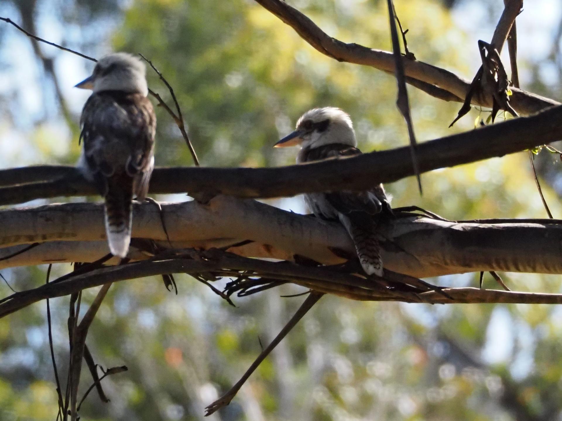 Sydney Wildlife Safari from Sydney - Thumbnail 15