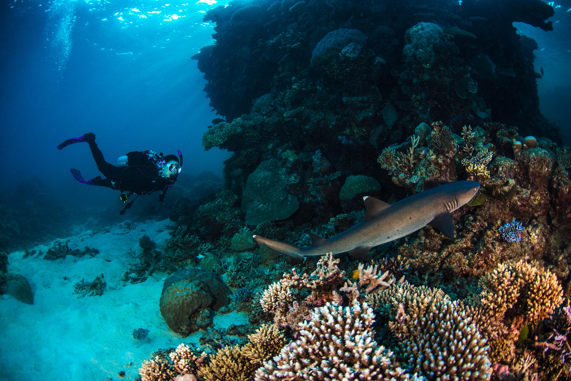 5 Day PADI Learn to Dive in Cairns - Thumbnail 6