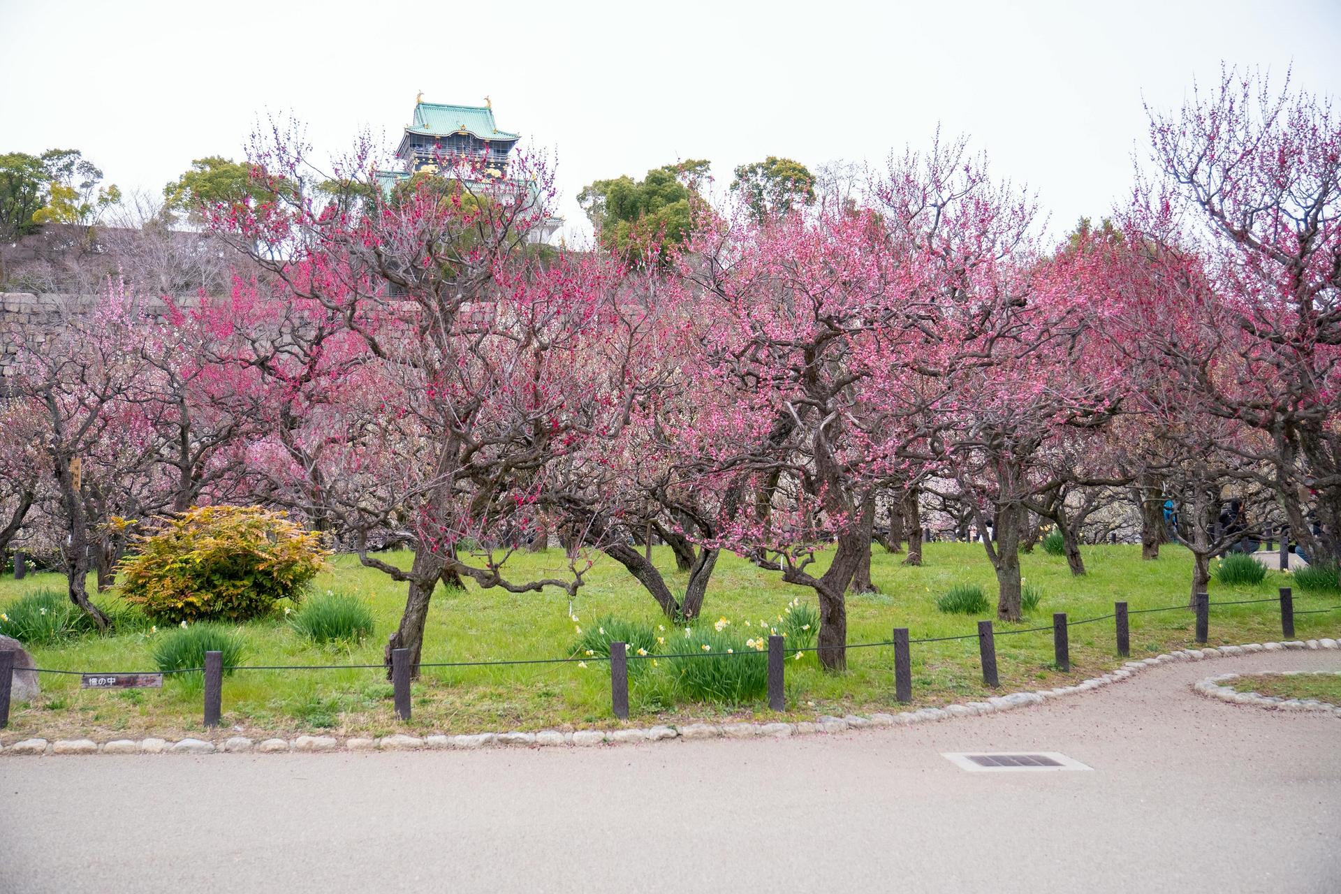 Osaka Castle 3 hours Historical Walking Tour - Thumbnail 10