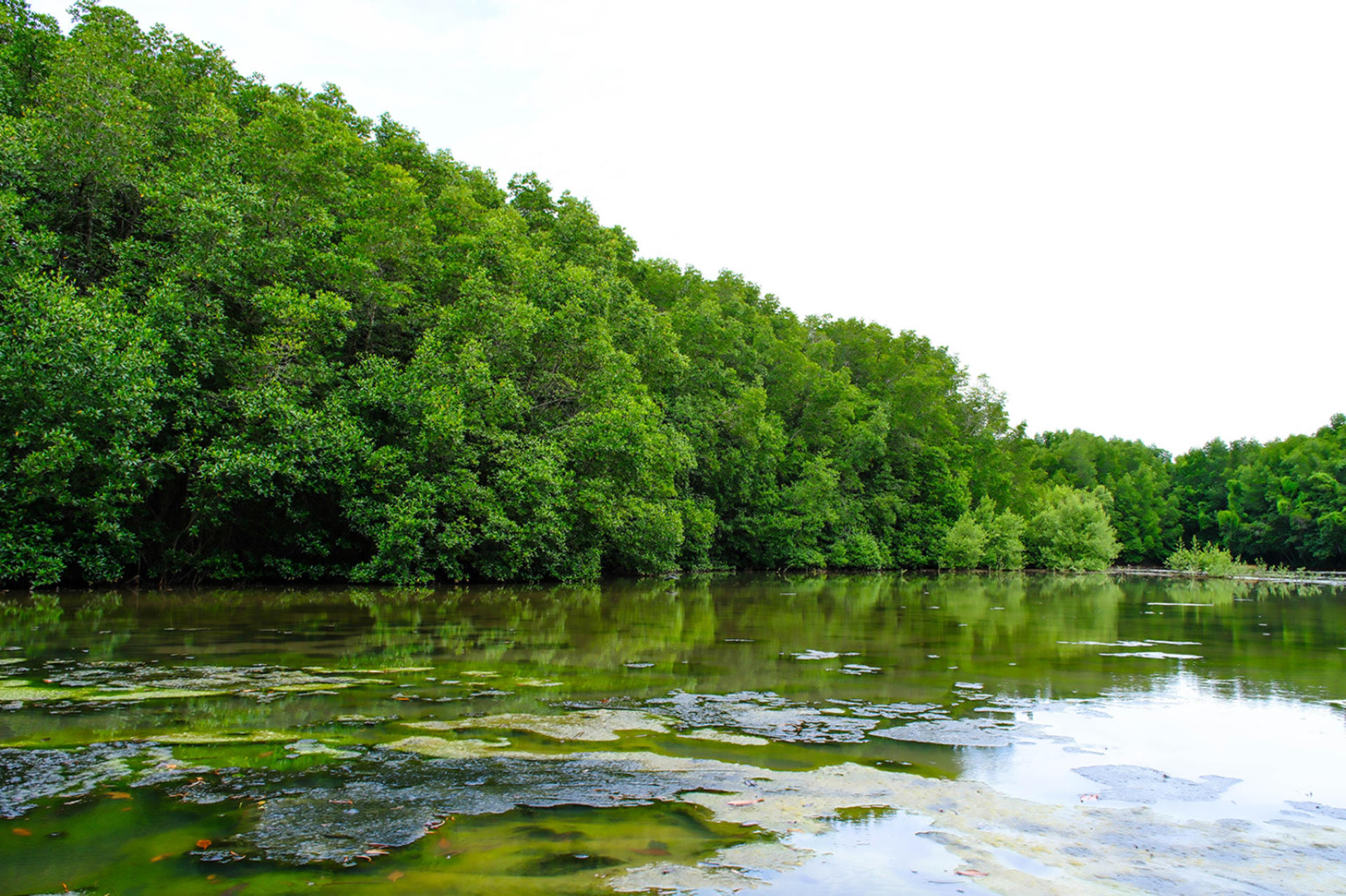 Can Gio Mangrove Forest & Vam Sat Ecotourism Tour - Thumbnail 4
