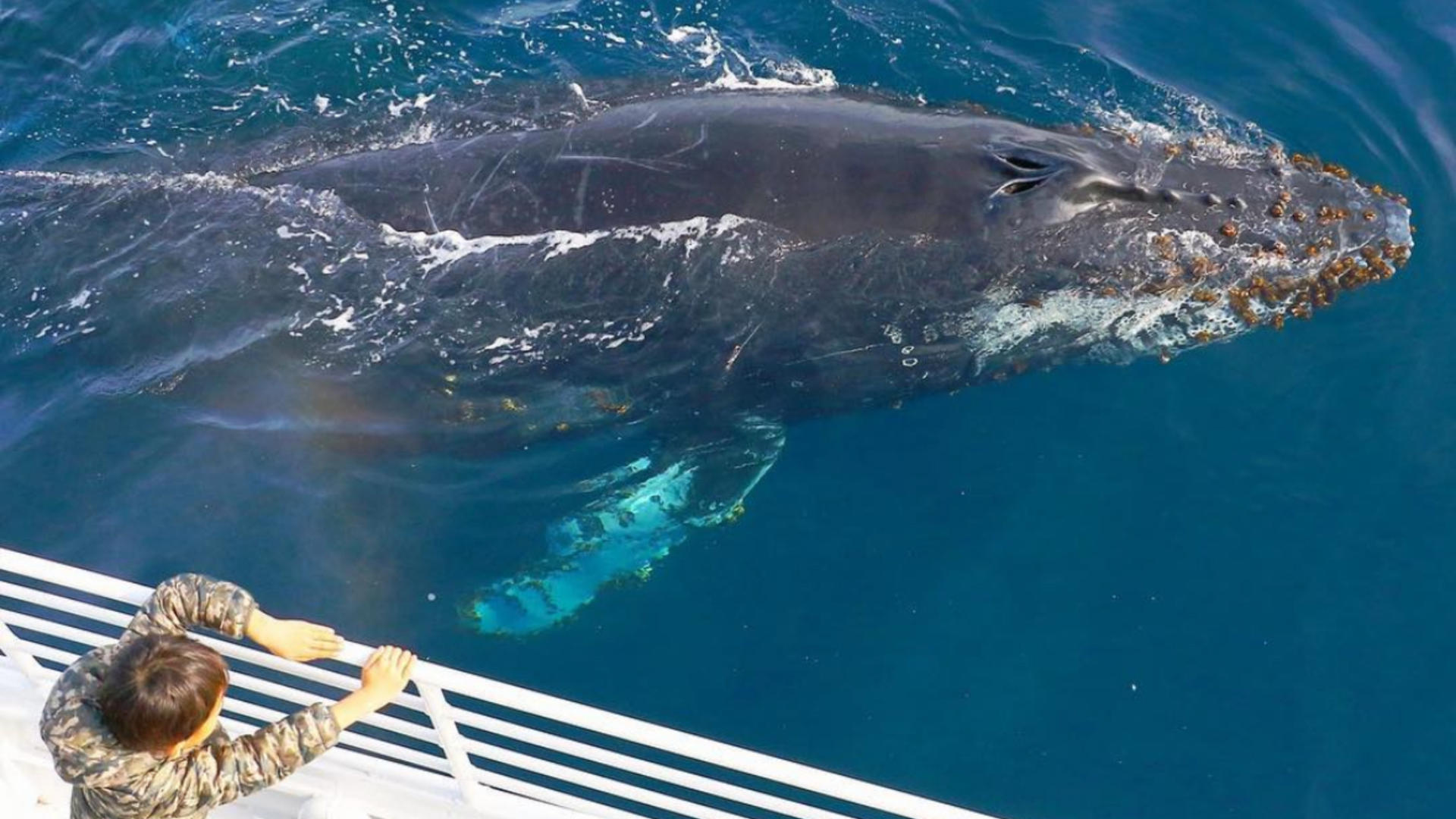 Whale Watching and Dolphin Tour from West Harbor, Los Angeles - Thumbnail 3