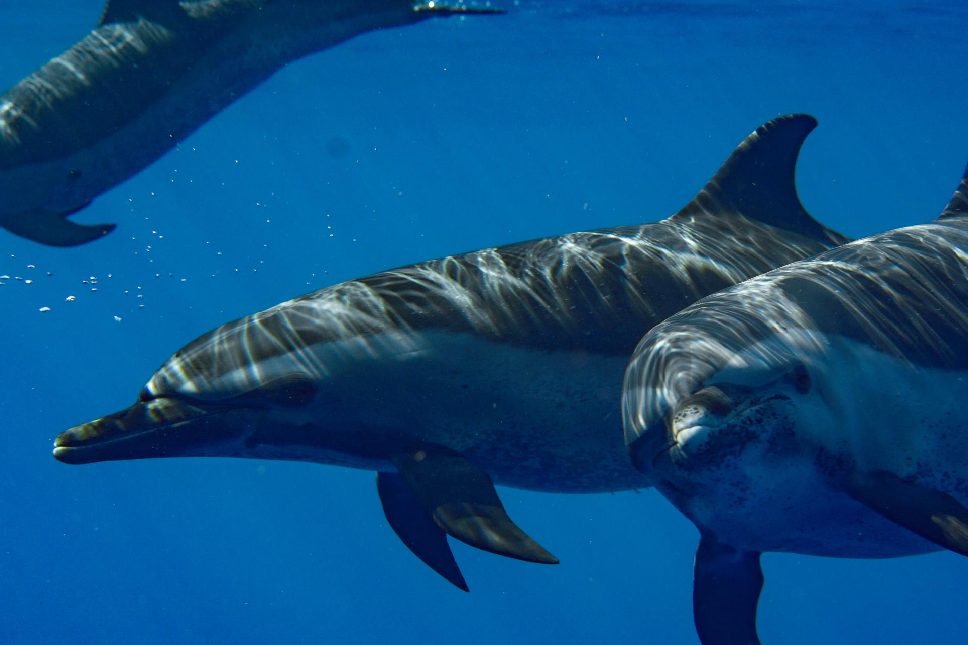 Dolphin Swim and Snorkel With Ocean Activities in Oahu - Thumbnail 3