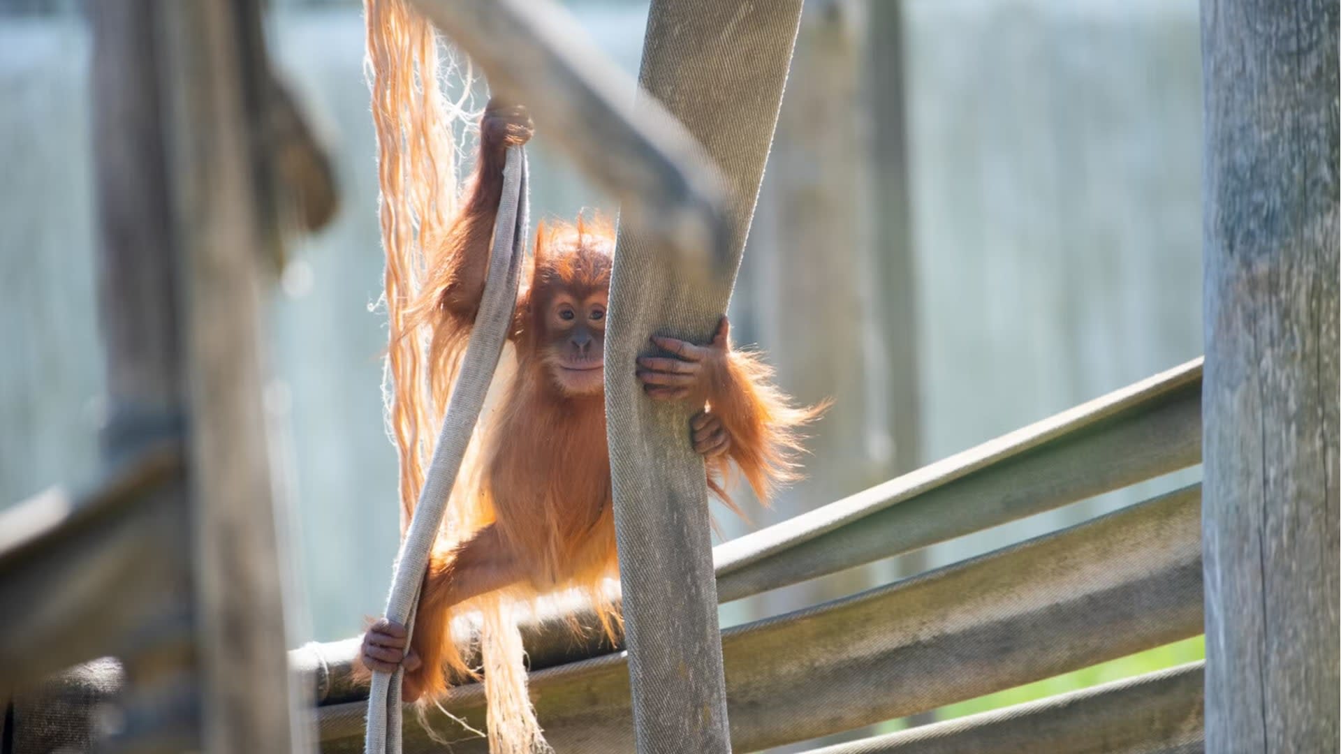 Amneville Zoo Fast Track Ticket  - Thumbnail 6