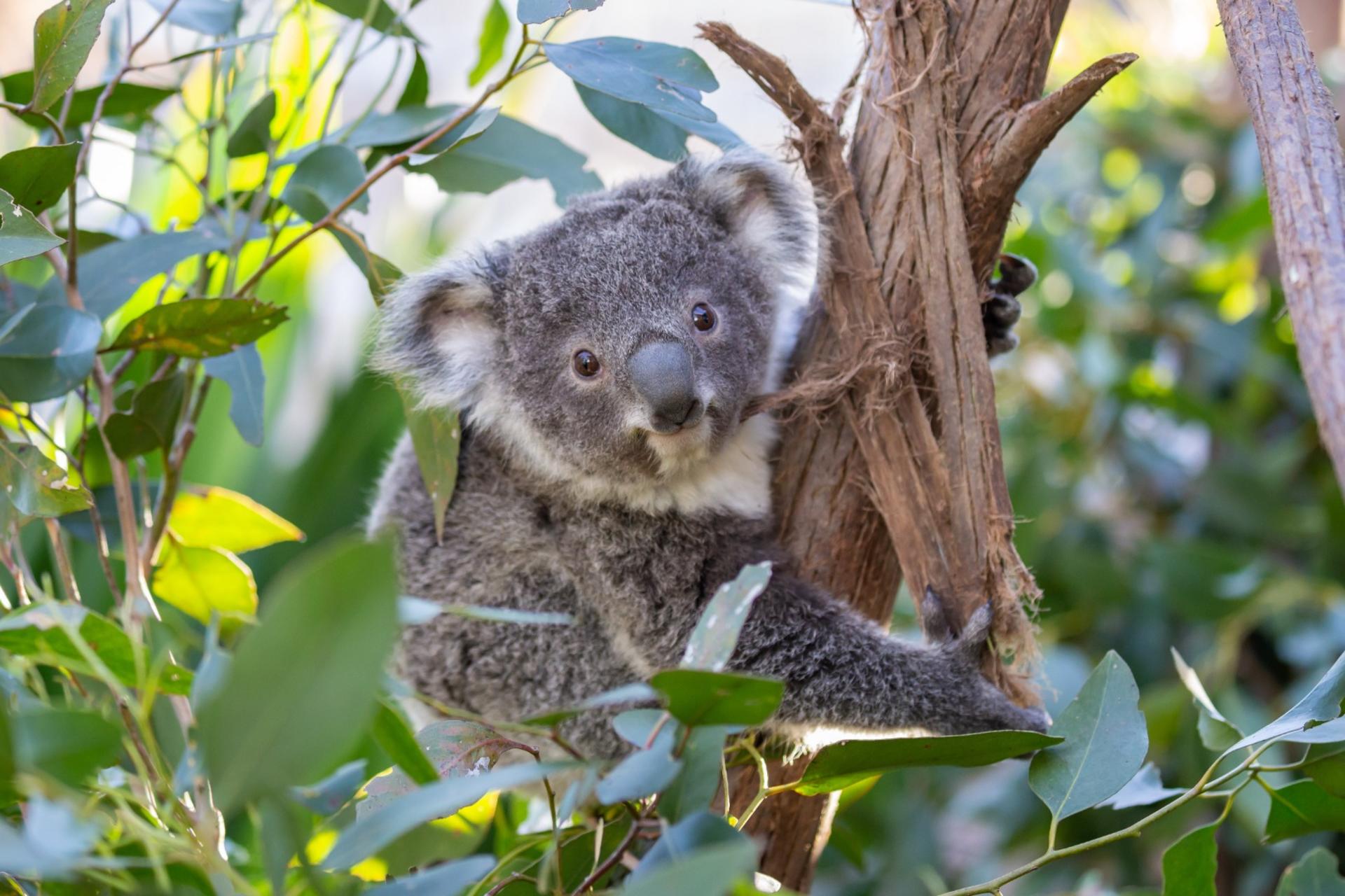 WILD LIFE Sydney Zoo Ticket - Thumbnail 5