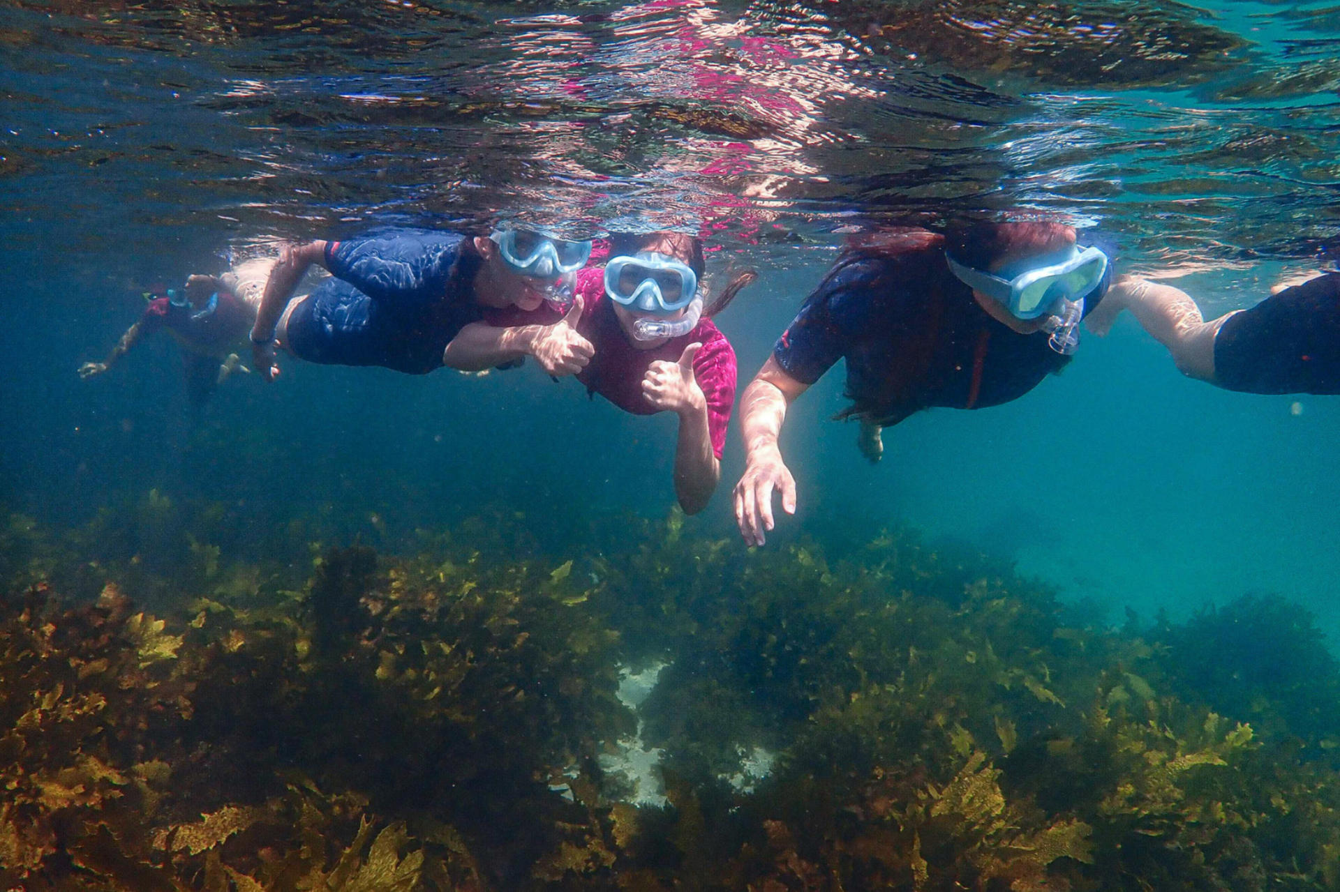 Family Snorkeling Tour with Private Guide In Sydney - Thumbnail 8