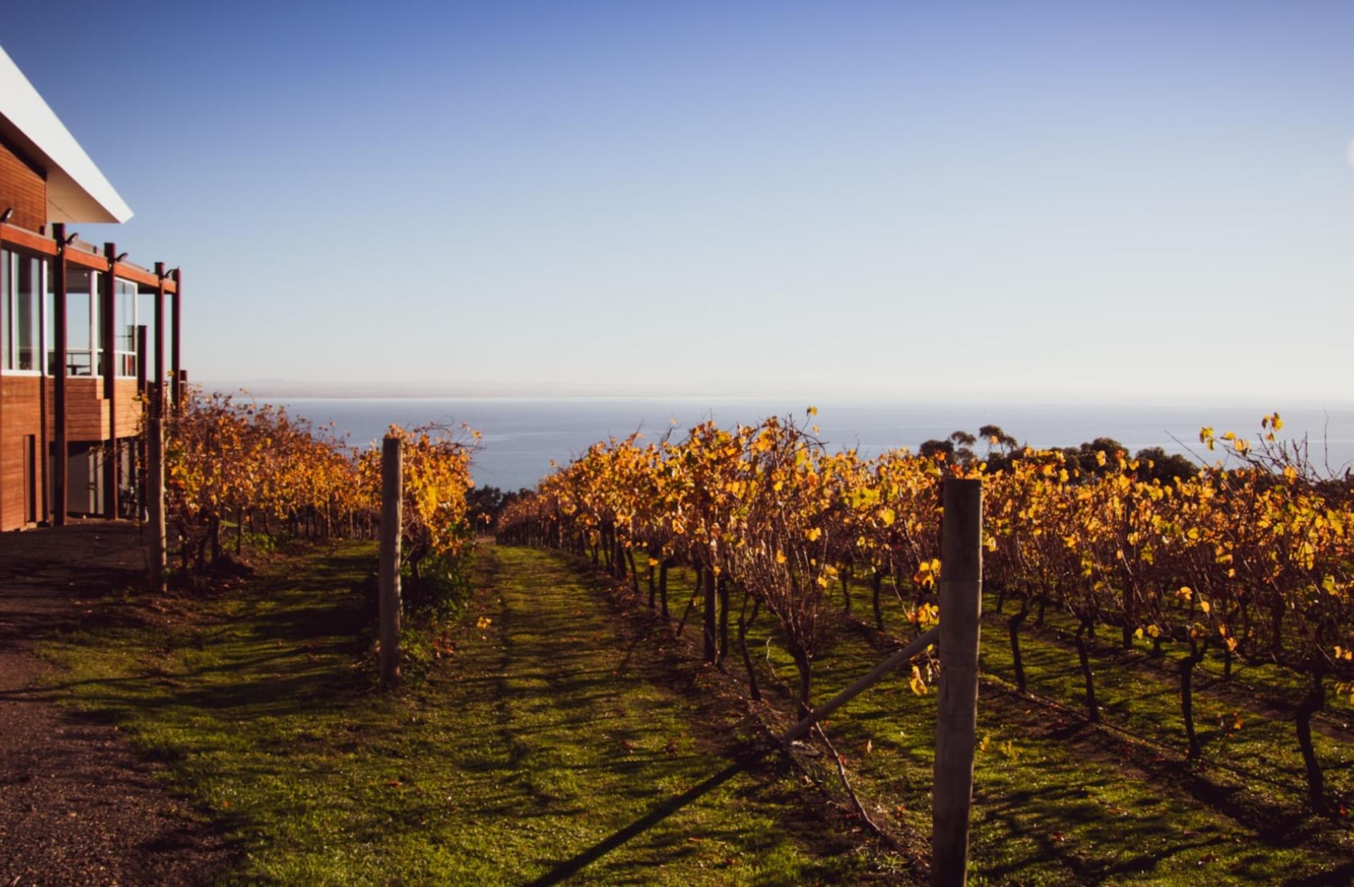Around the Bay Food and Wine Tastings Tour from Melbourne - Thumbnail 6
