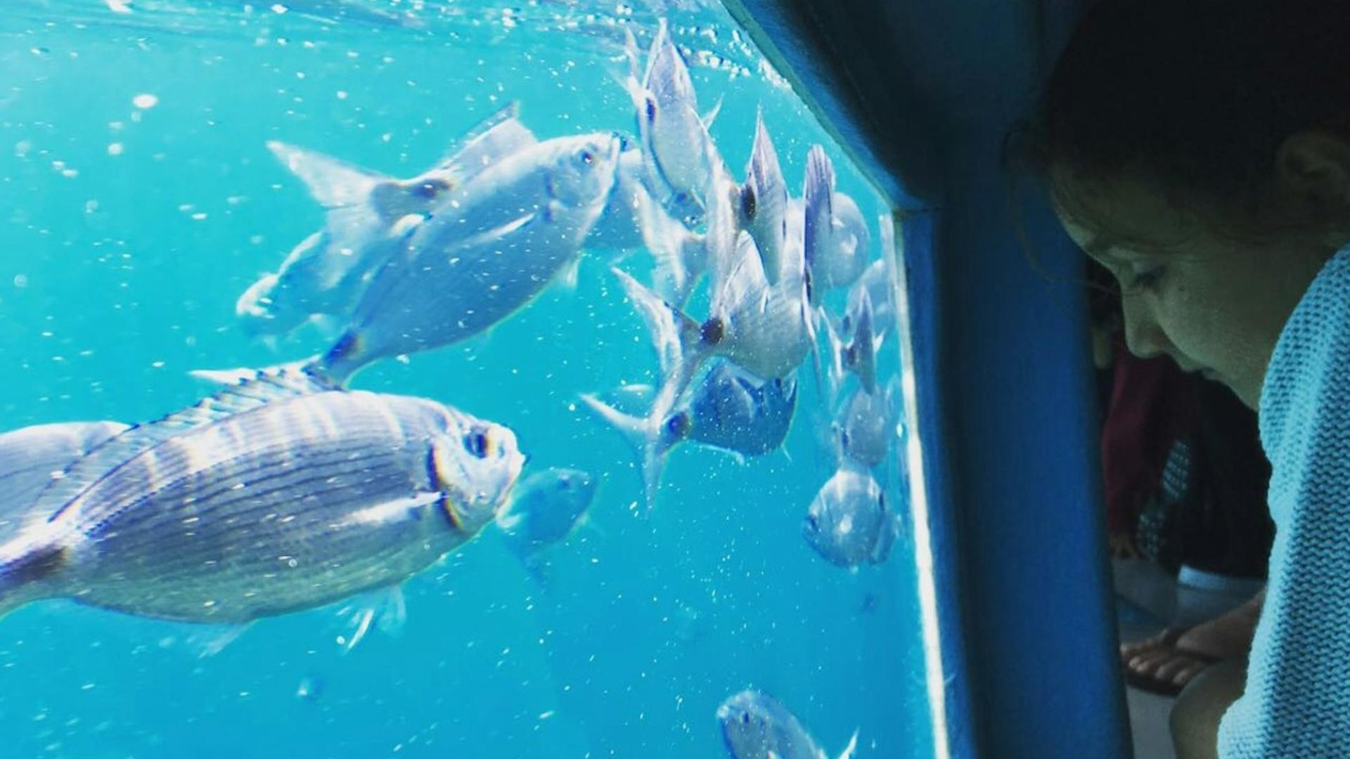 Glass-bottom boat trip experience in Cap Norfeu  - Thumbnail 2