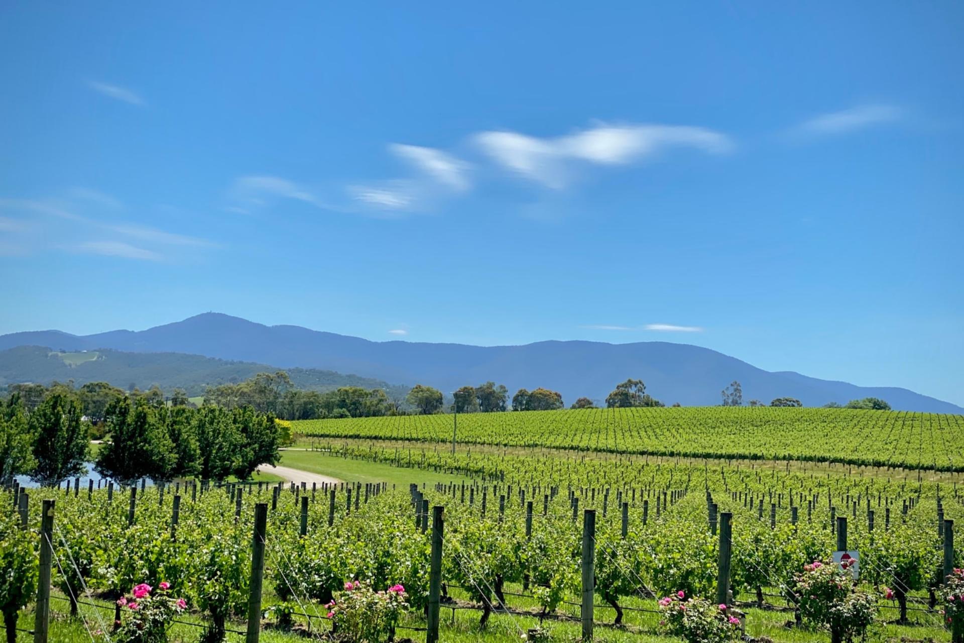 Amazing Yarra Valley Wine, Choc, Farm Fresh, Gin Tour from Melbourne - Thumbnail 2