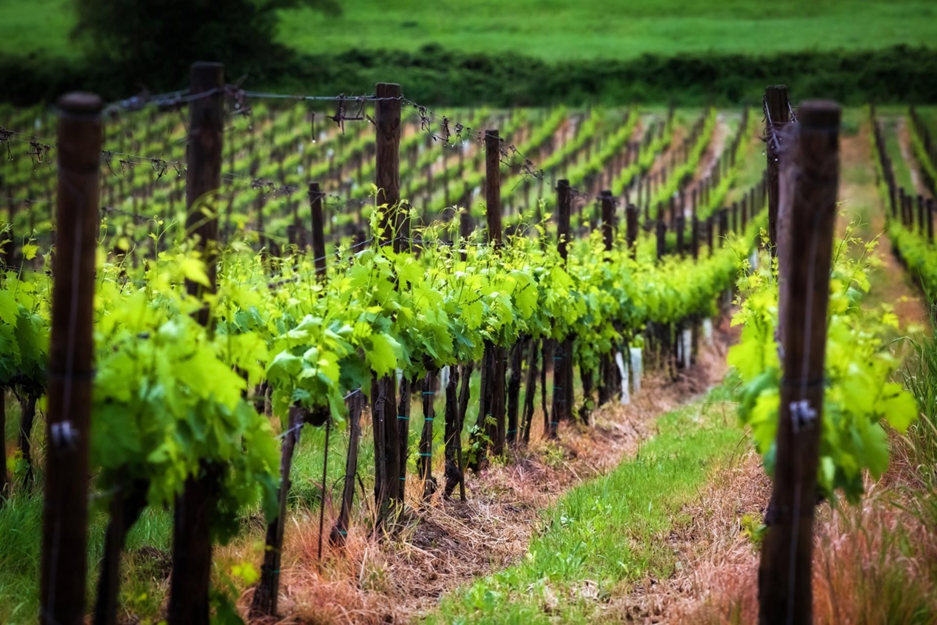 Chianti Delights: Tuscany Wine Private Tour from Florence - Thumbnail 2