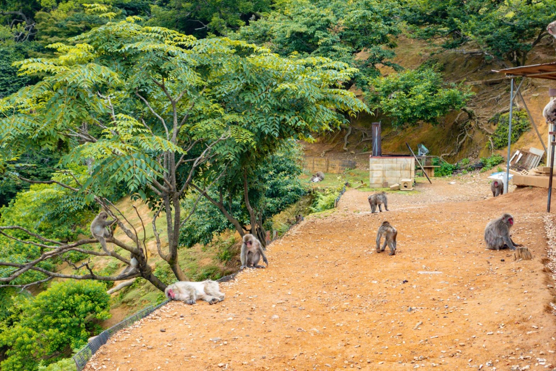 Kyoto: Arashiyama Unveiled – Bamboo, Temple, Matcha, Monkeys - Thumbnail 10