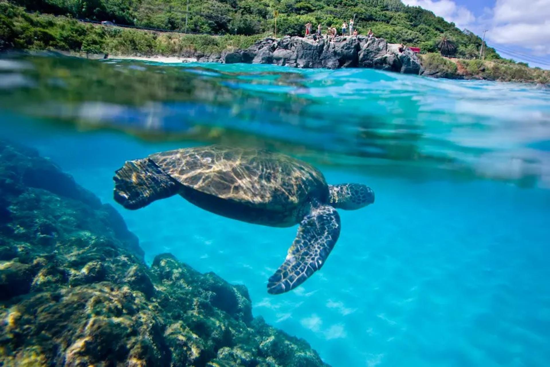 Oahu North Shore Circle Island Adventure + Swimming with Turtles - Thumbnail 18