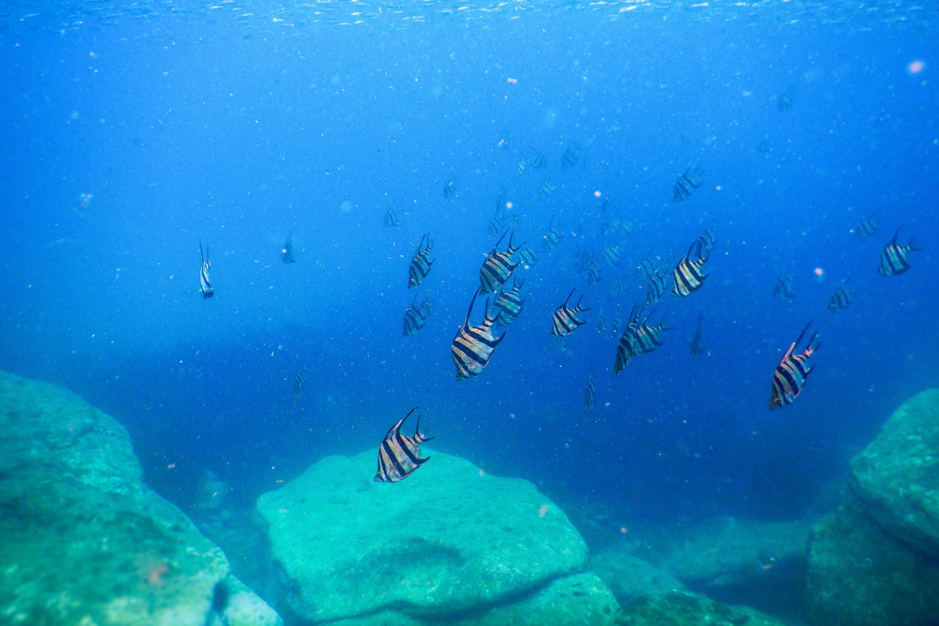 Family Snorkeling Tour with Private Guide In Sydney - Thumbnail 4