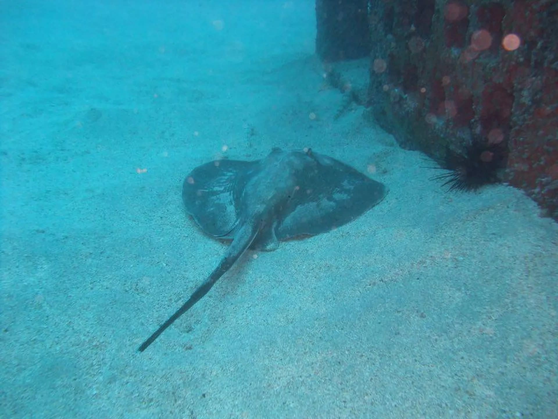 Gran Canaria's Aquatic Escapade: Half-Day Dive Trip with PADI Center - Image 1