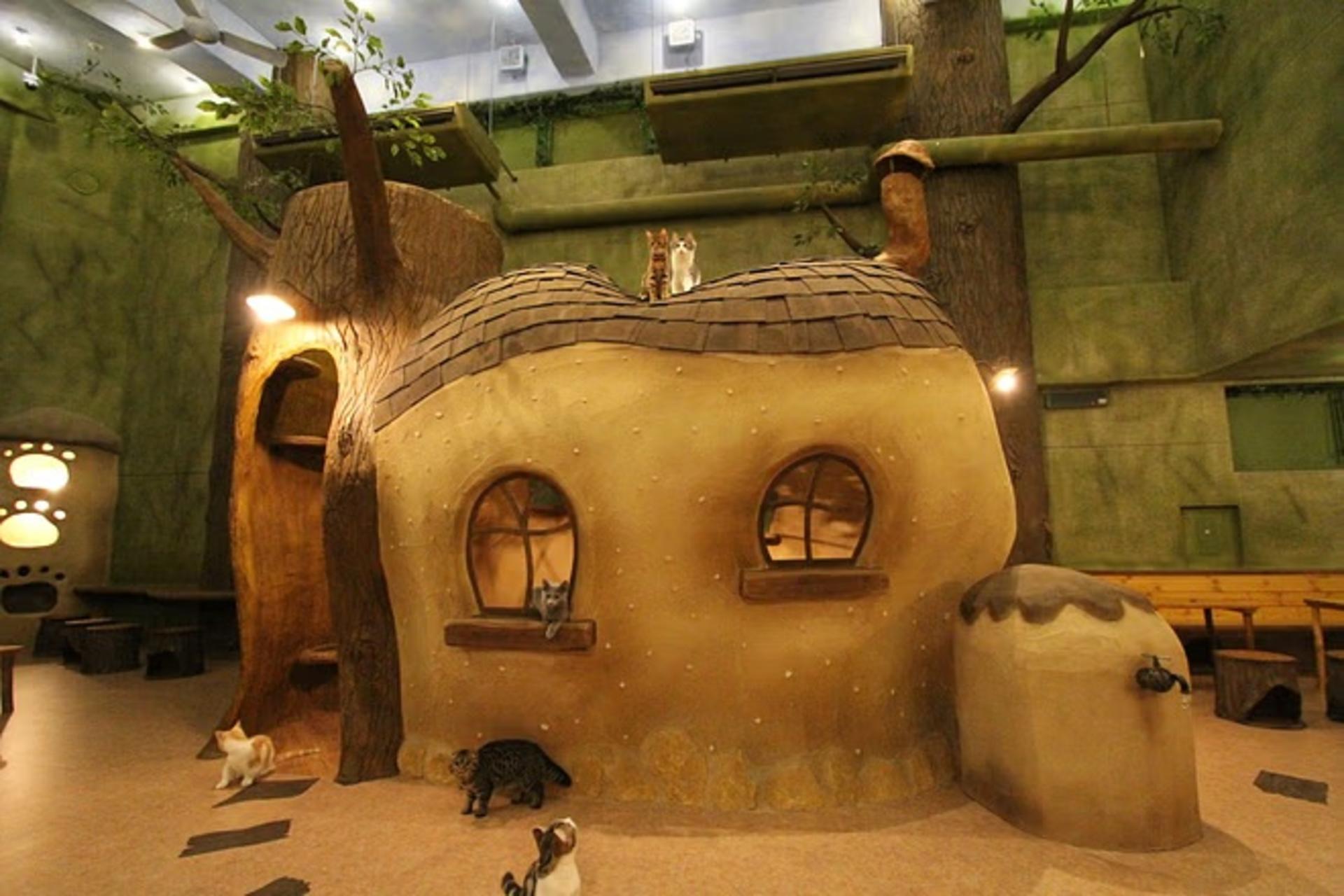Tokyo Cat Cafe in Kichijoji - Forest Themed - Thumbnail 3