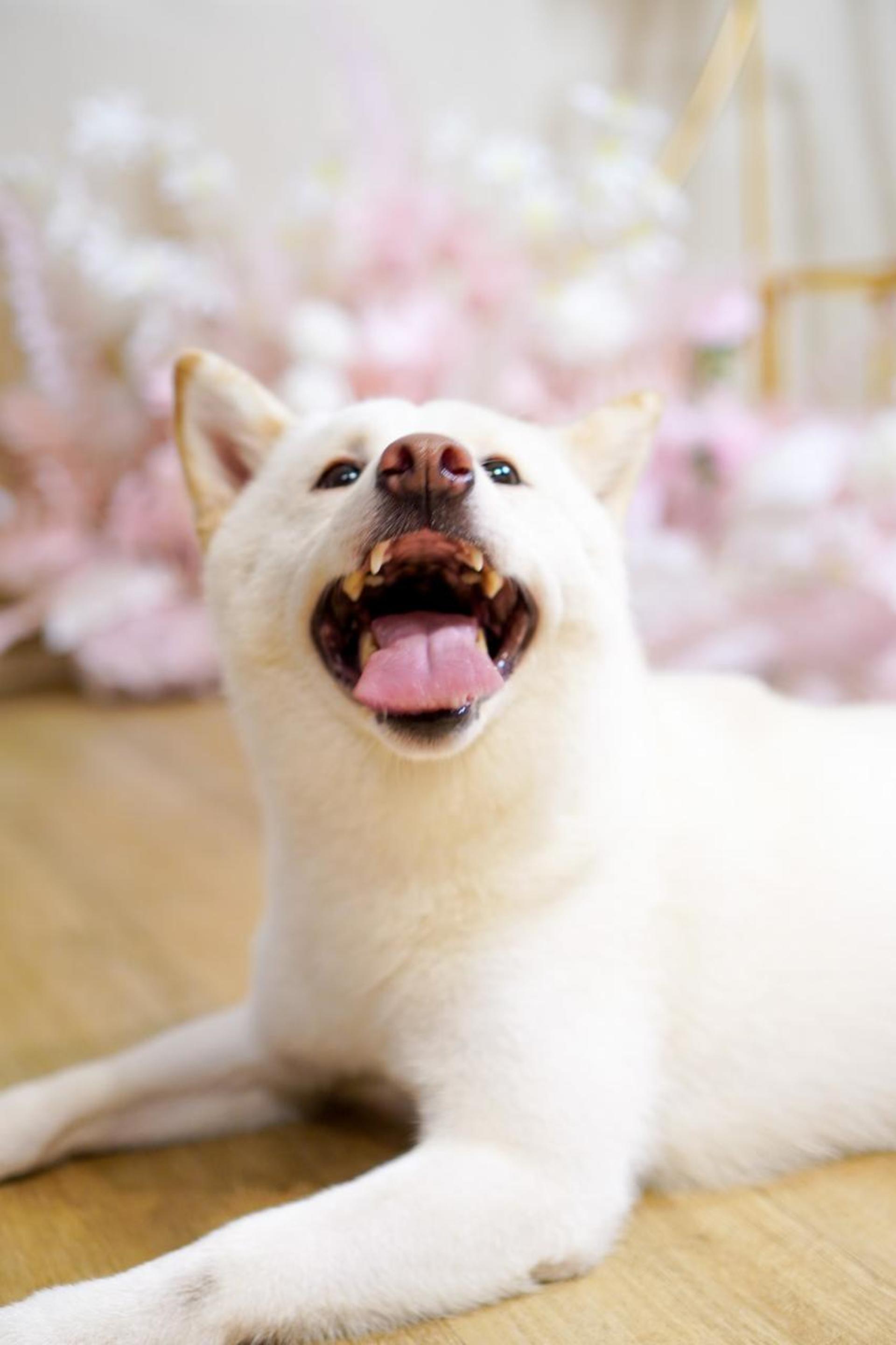 Hong Kong Kwun Tong Pet Photography (STUDIO) - Thumbnail 6
