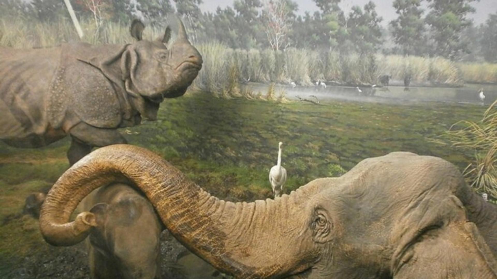 Natural History Museum ticket in Milan - Thumbnail 2