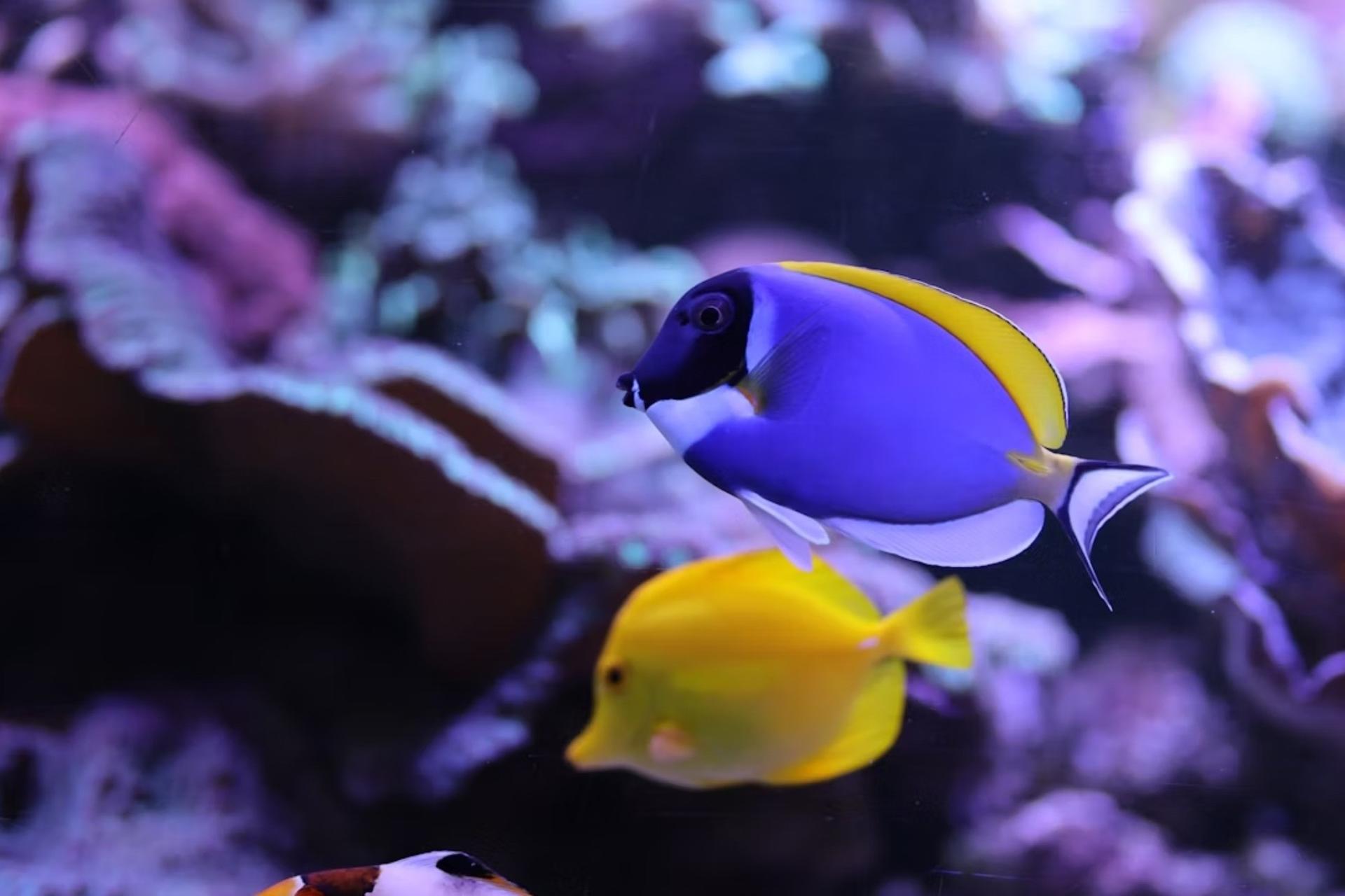 Amneville Aquarium ticket - Thumbnail 4