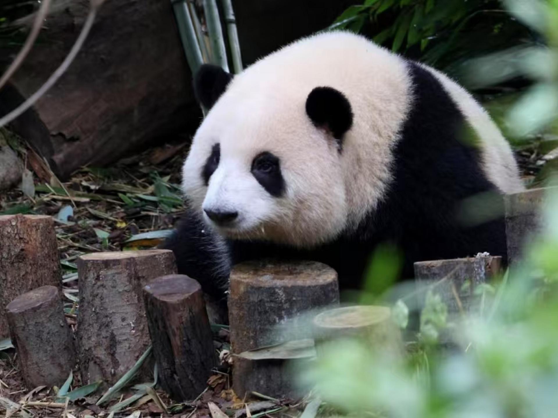 Panda Base & Dujiangyan Full-Day Guided Tour - Image 1