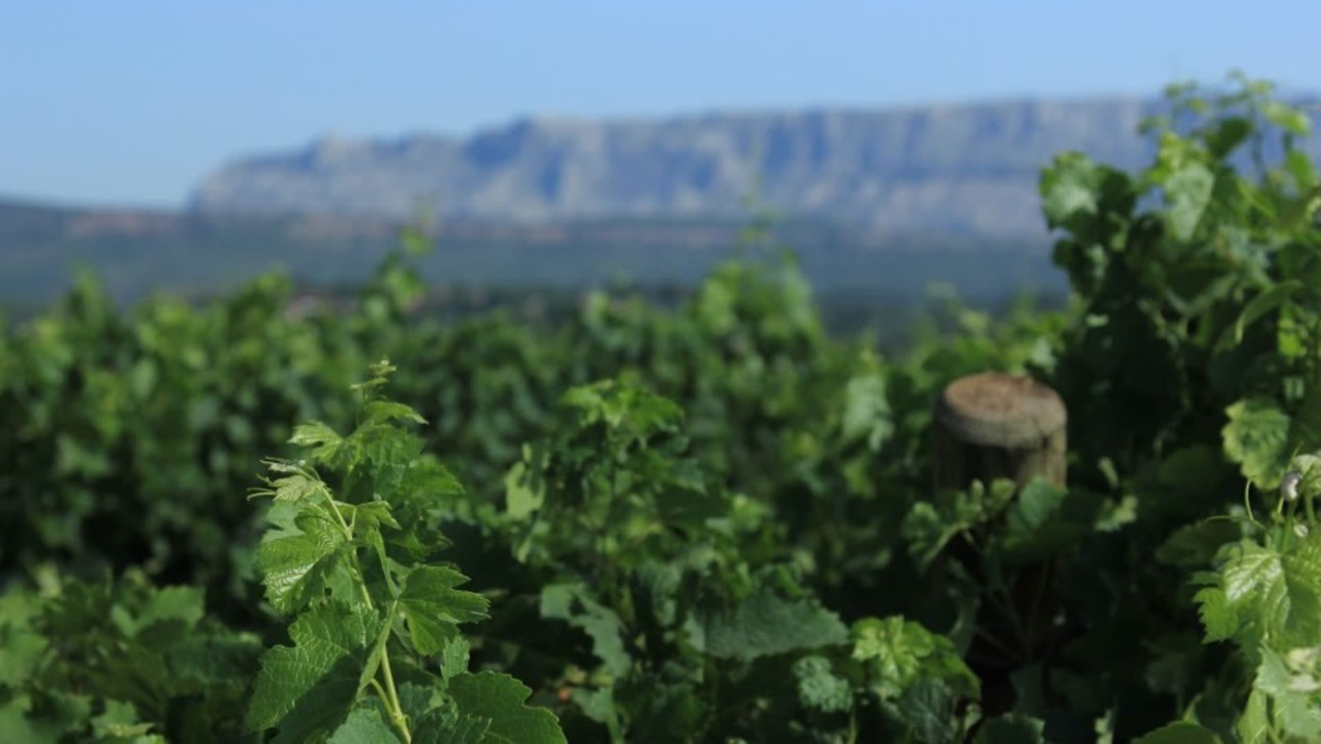 A Day in Provence from Marseille or Aix-en-Provence - Thumbnail 12
