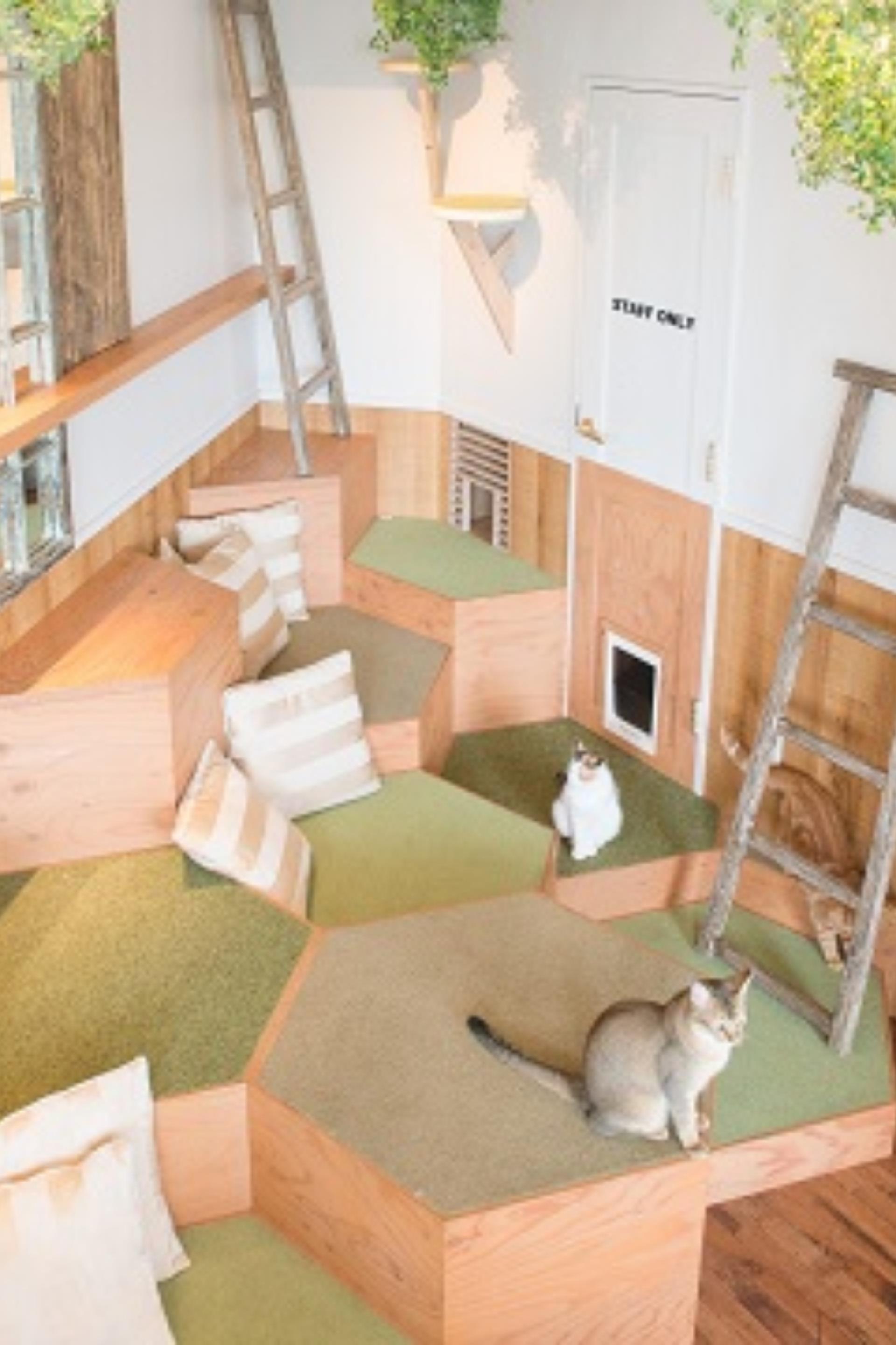 Cat Cafe MOCHA in Harajuku - Thumbnail 4