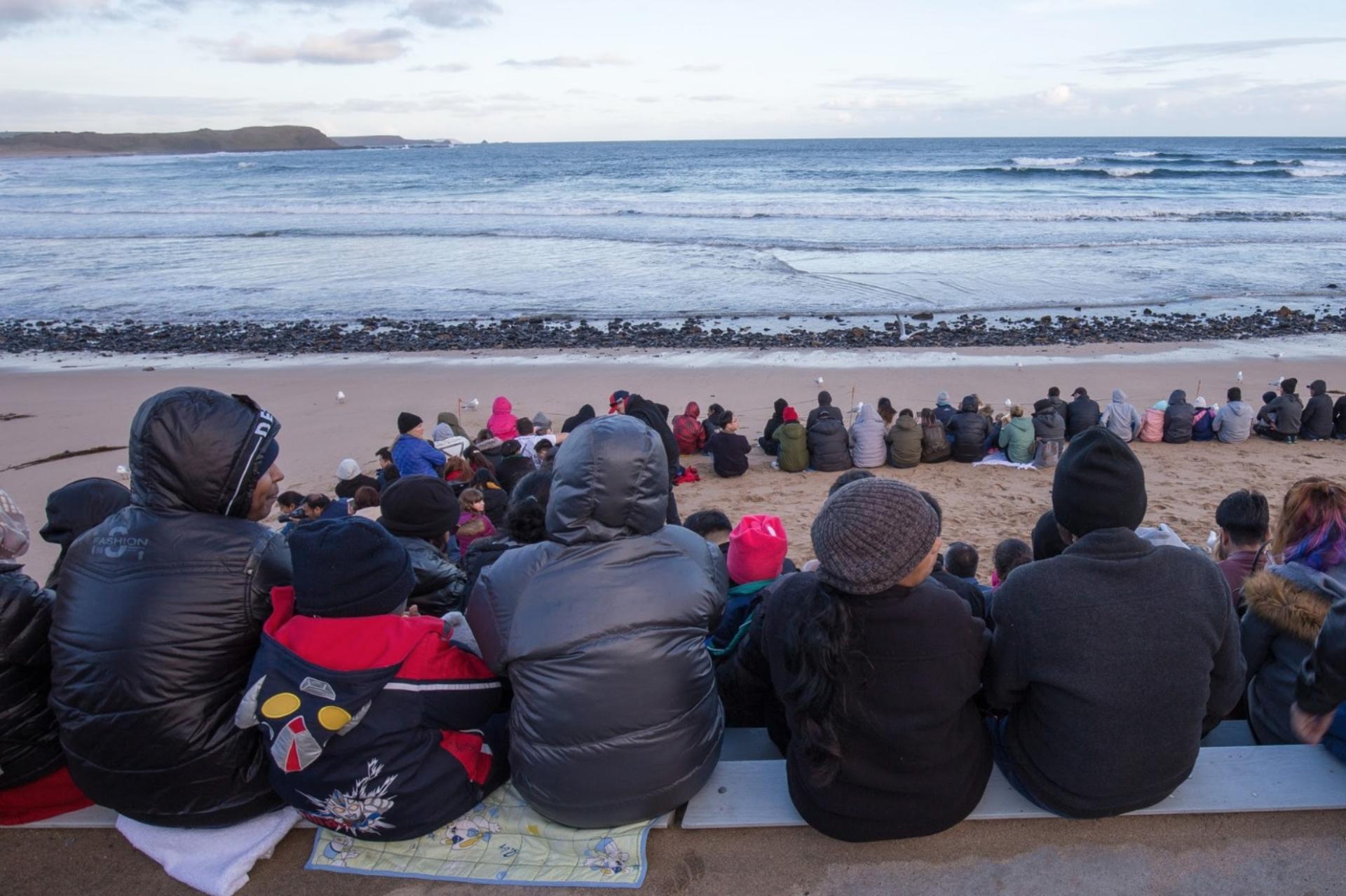 Phillip Island Wildlife & Brighton Beach Boxes Tour	 - Thumbnail 24