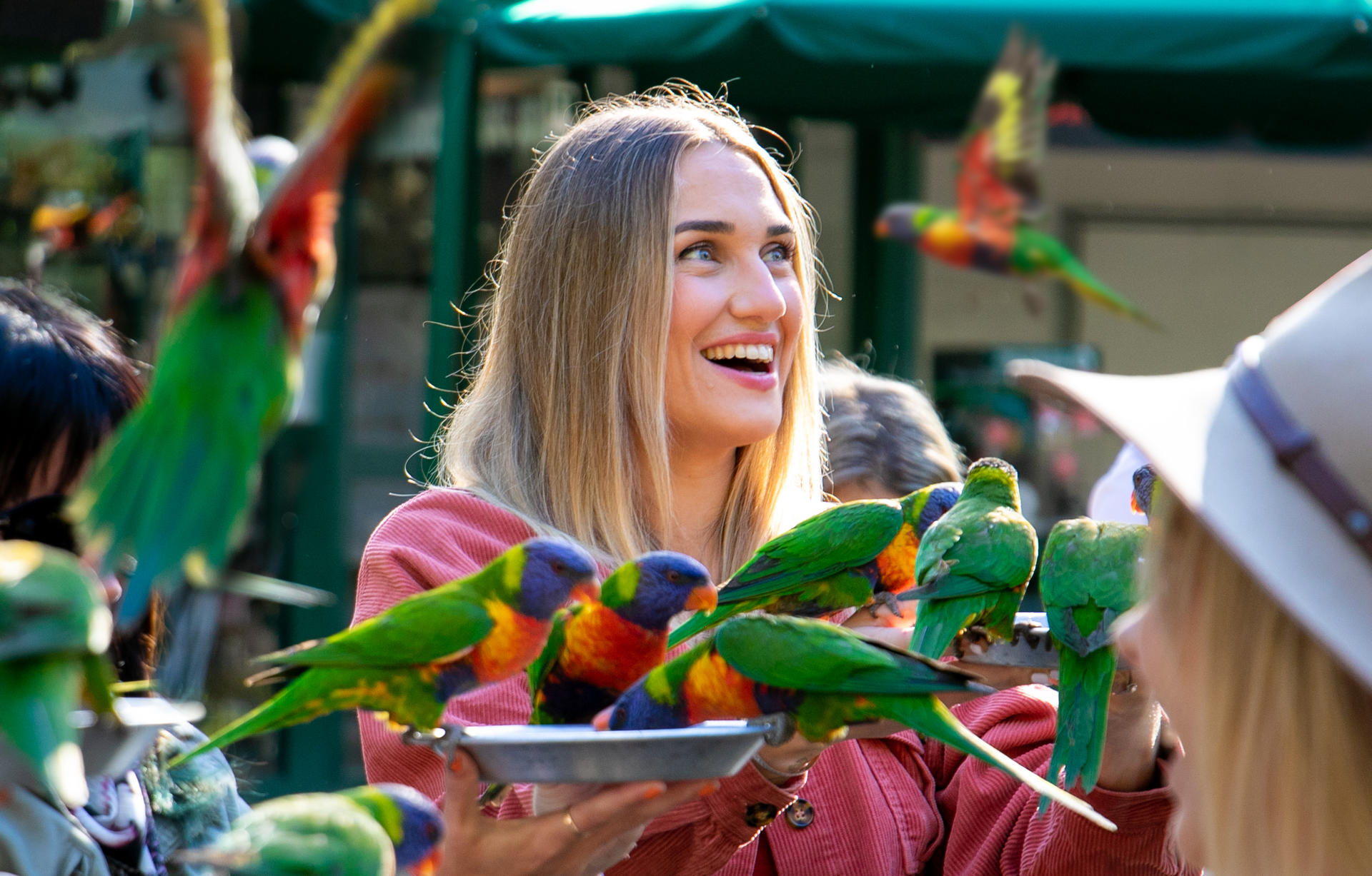 Experience Pass Currumbin Wildlife Sanctuary and Zipline - Thumbnail 8
