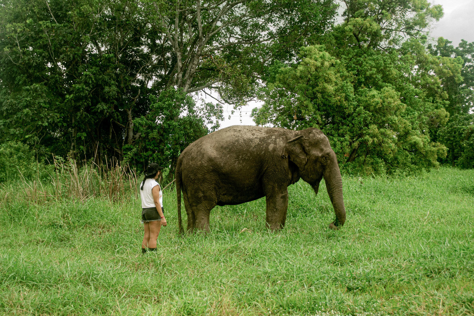 Love Elephant Sanctuary Bangkok Experience - Image 1