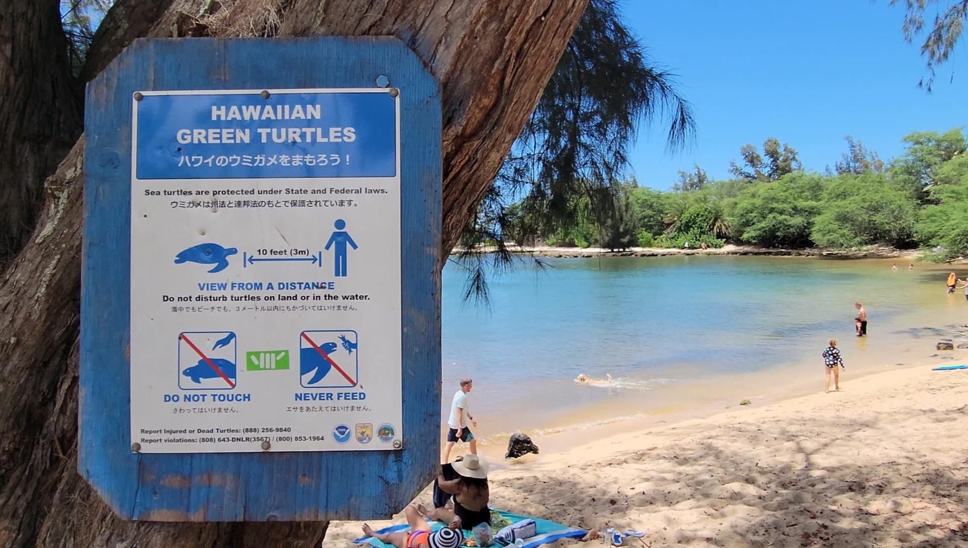 Oahu North Shore Circle Island Adventure + Swimming with Turtles - Thumbnail 4