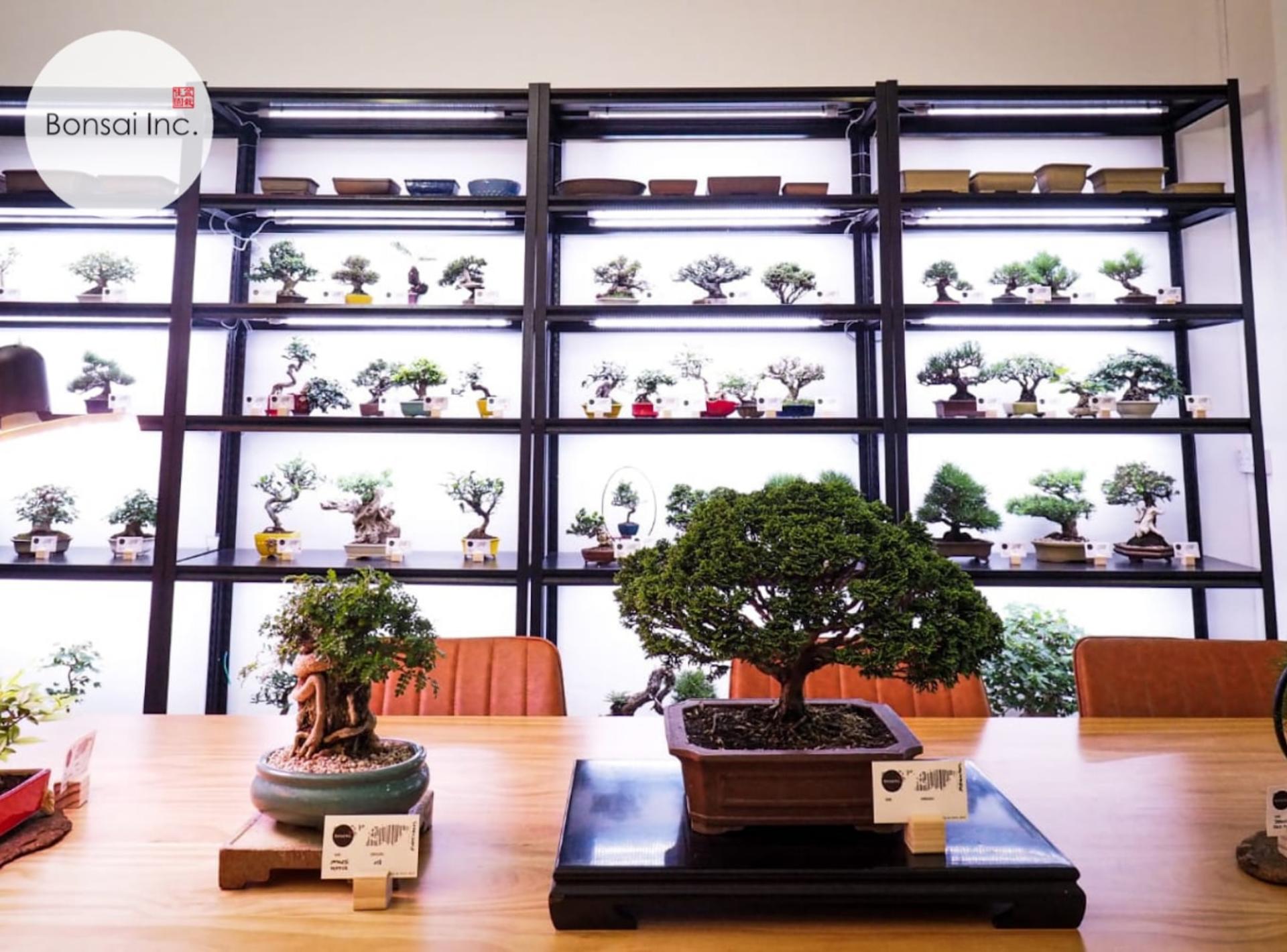 Bonsai Workshop - Thumbnail 2