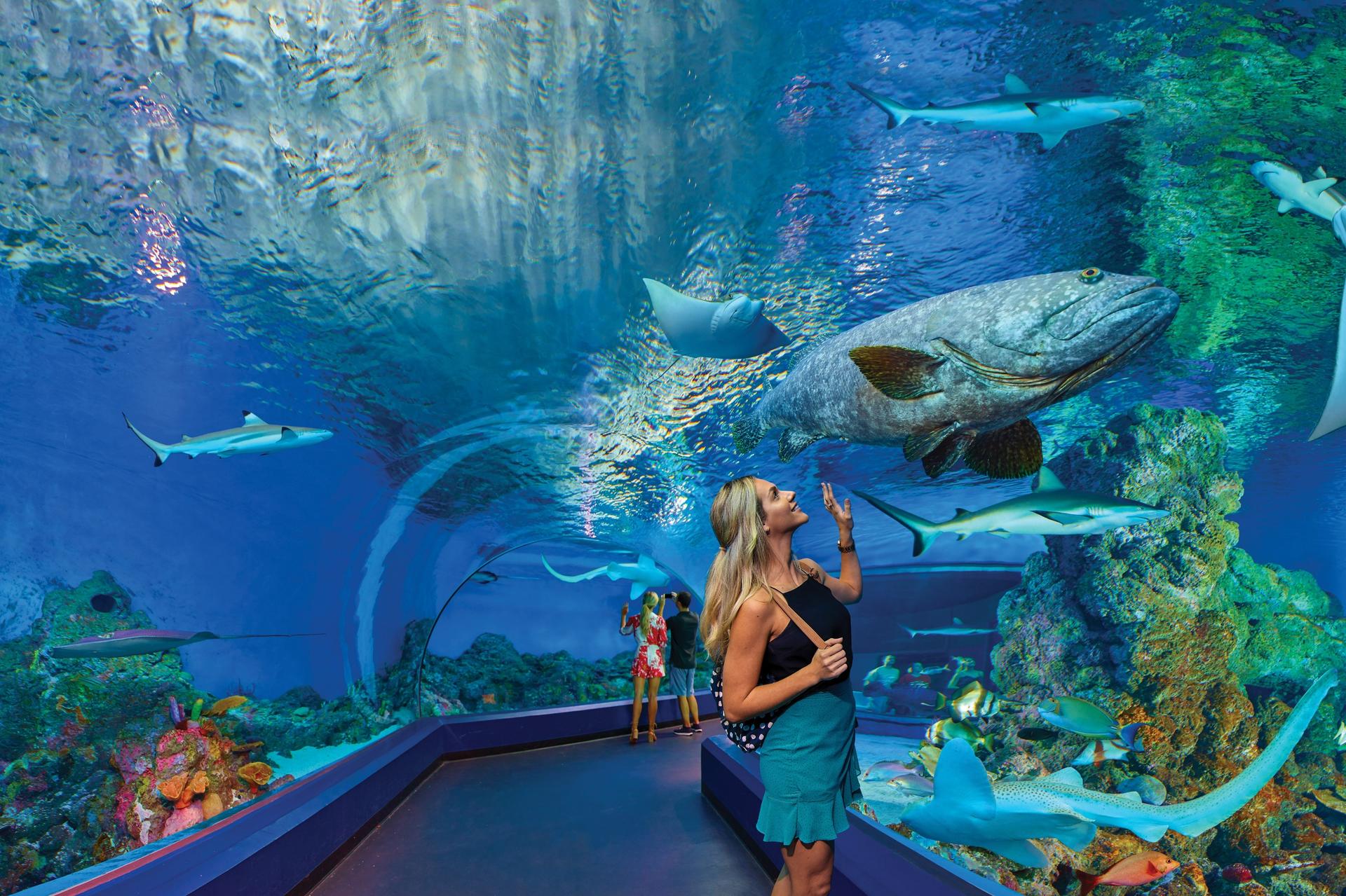 Marine Life Encounter Tour at Cairns Aquarium - Thumbnail 2