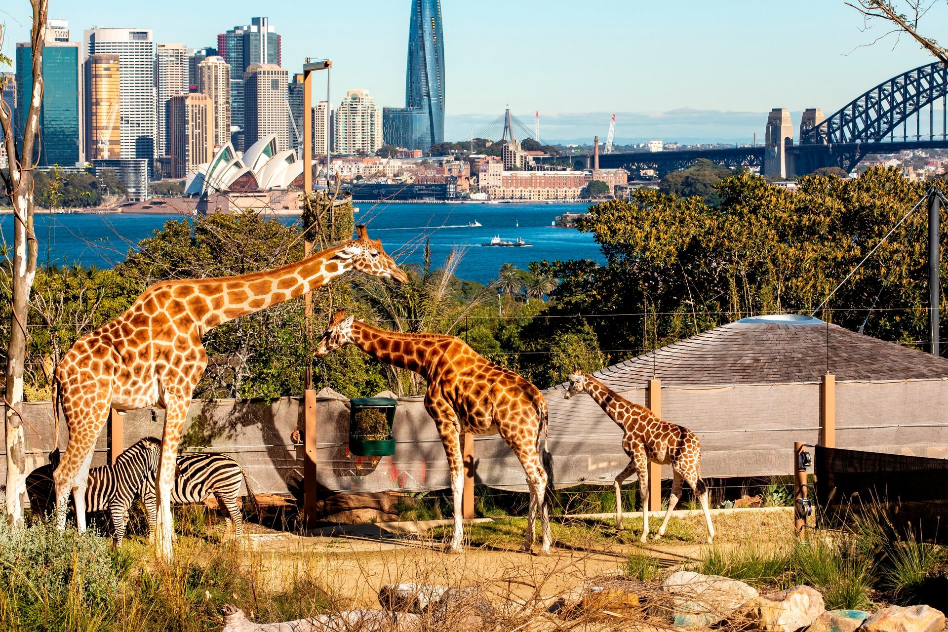 Taronga Zoo and Sydney Harbour Ferry Ticket - Thumbnail 17