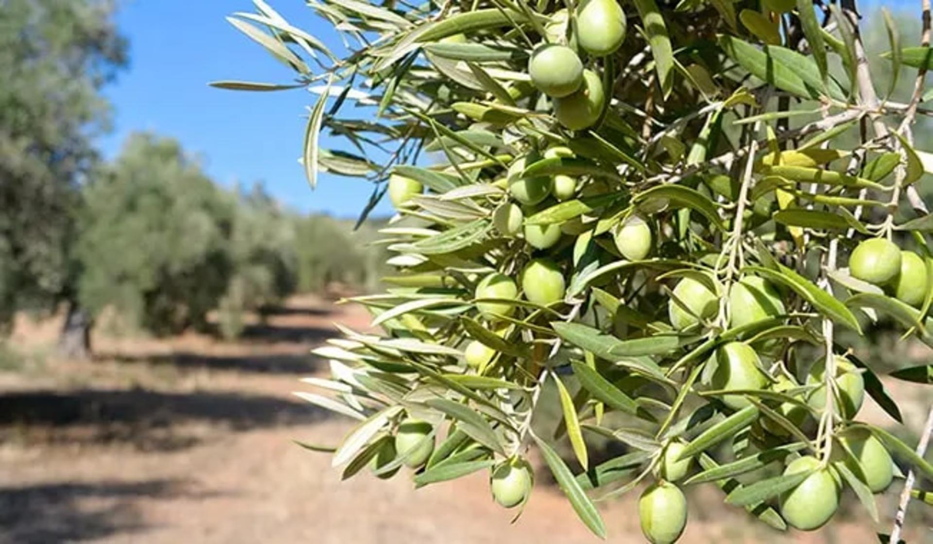 Úbeda & Baeza Half-Day Private Tour - Thumbnail 3