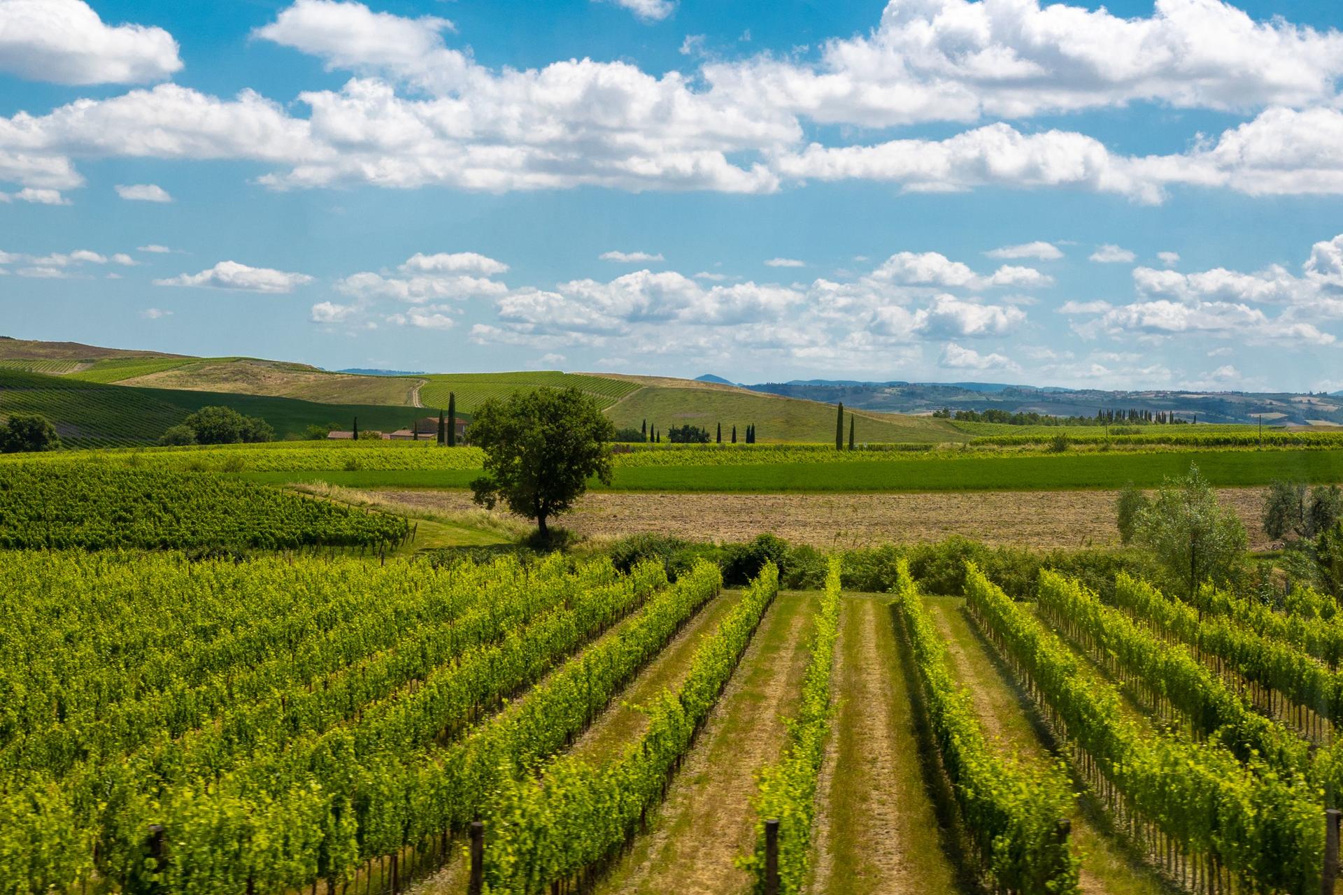 Monteriggioni and Val d'Orcia Day Tour  - Thumbnail 8