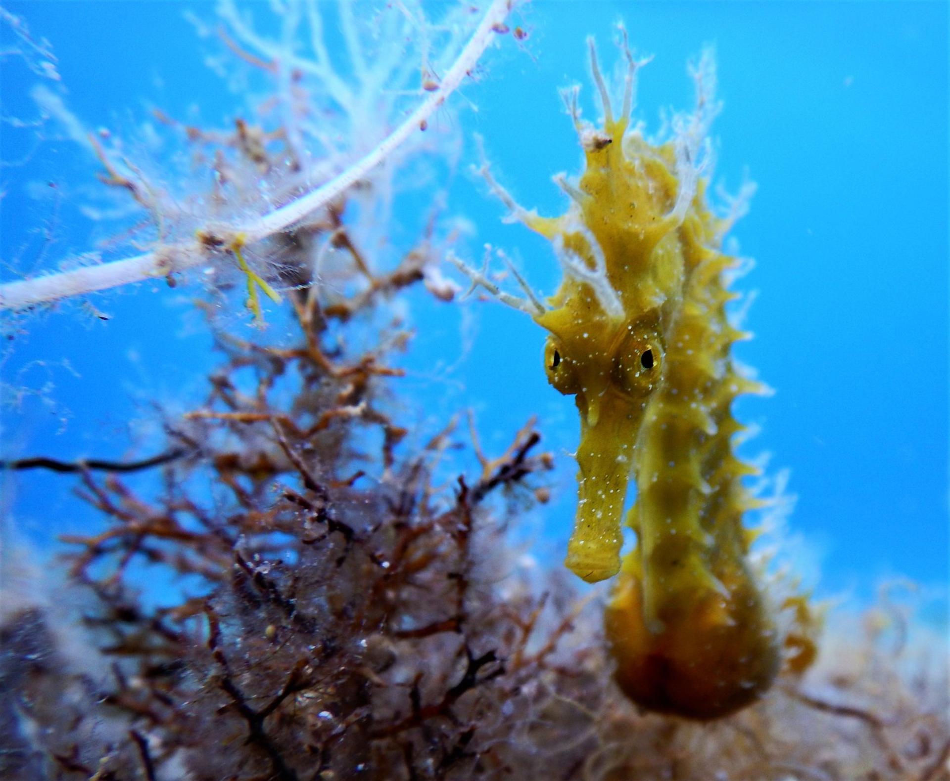 Beach Snorkelling Trip in Mykonos with PADI 5 Star Dive Resort - Thumbnail 6