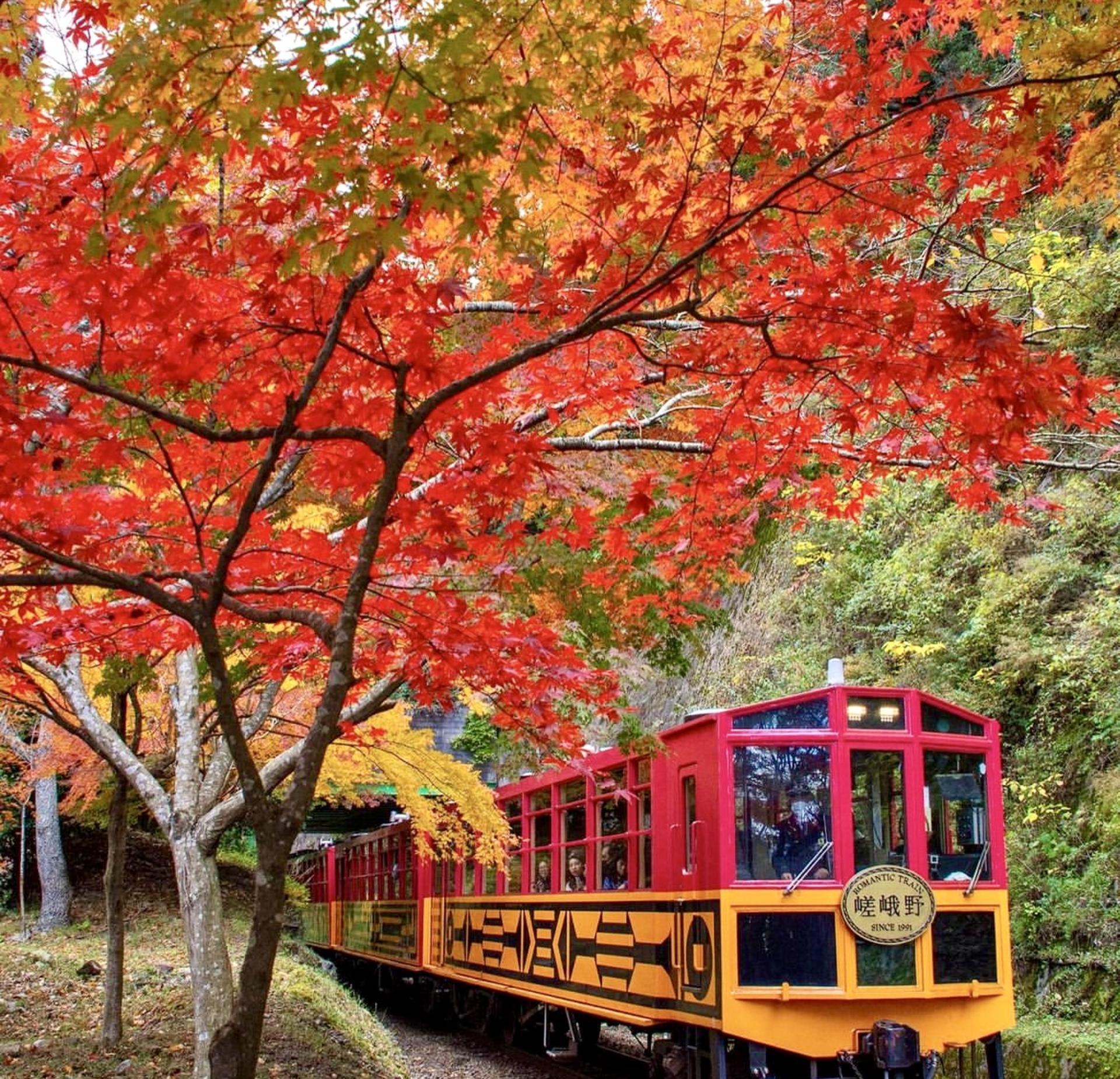 Kyoto Arashiyama Fushimi Inari and Nara Deer Day Tour - Thumbnail 4
