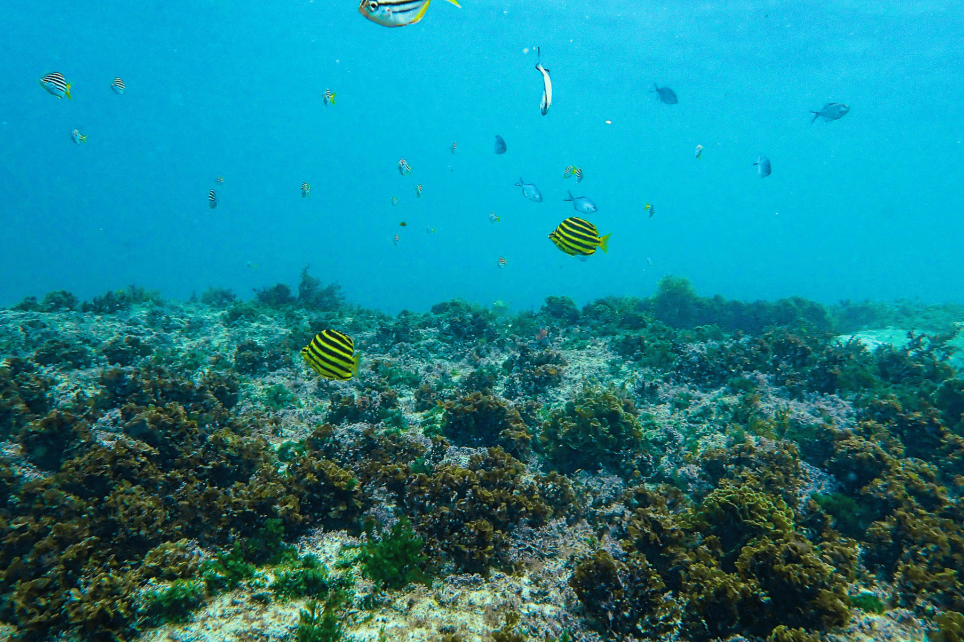 90-Minute Snorkeling Experience Group Tour - Thumbnail 4