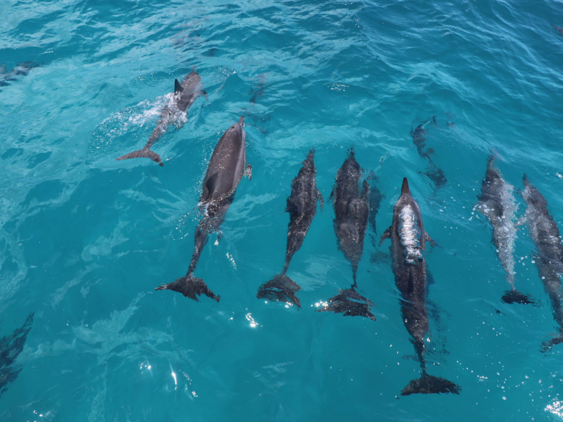 Zipline & Dolphin Watching Snorkel Adventure in Oahu - Thumbnail 13