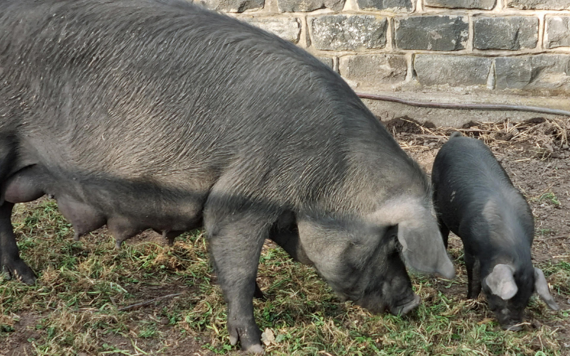 Collingwood Children's Farm Ticket - Thumbnail 4
