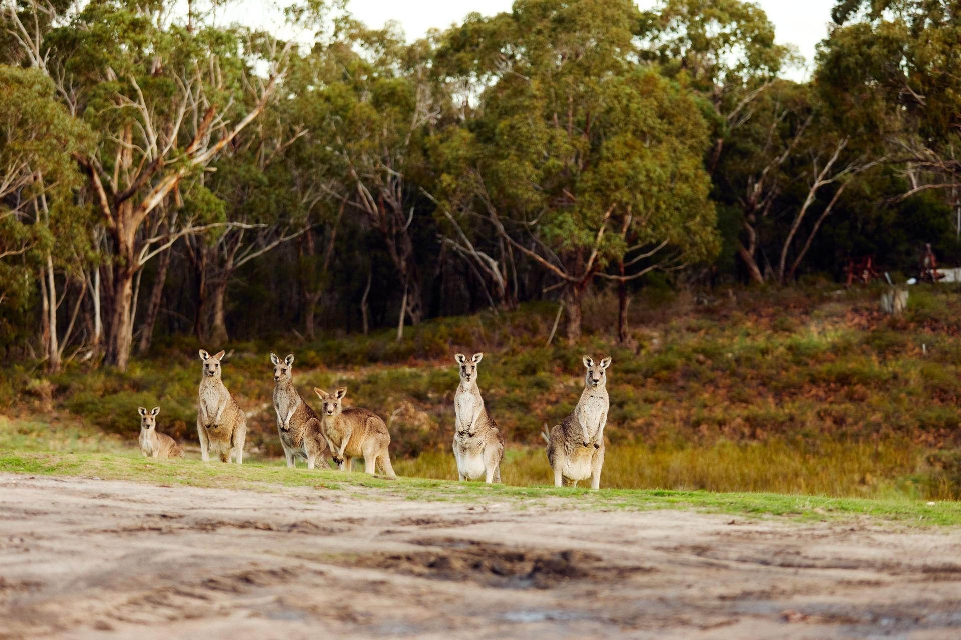 Great Ocean Road and 12 Apostles Tour - Thumbnail 8