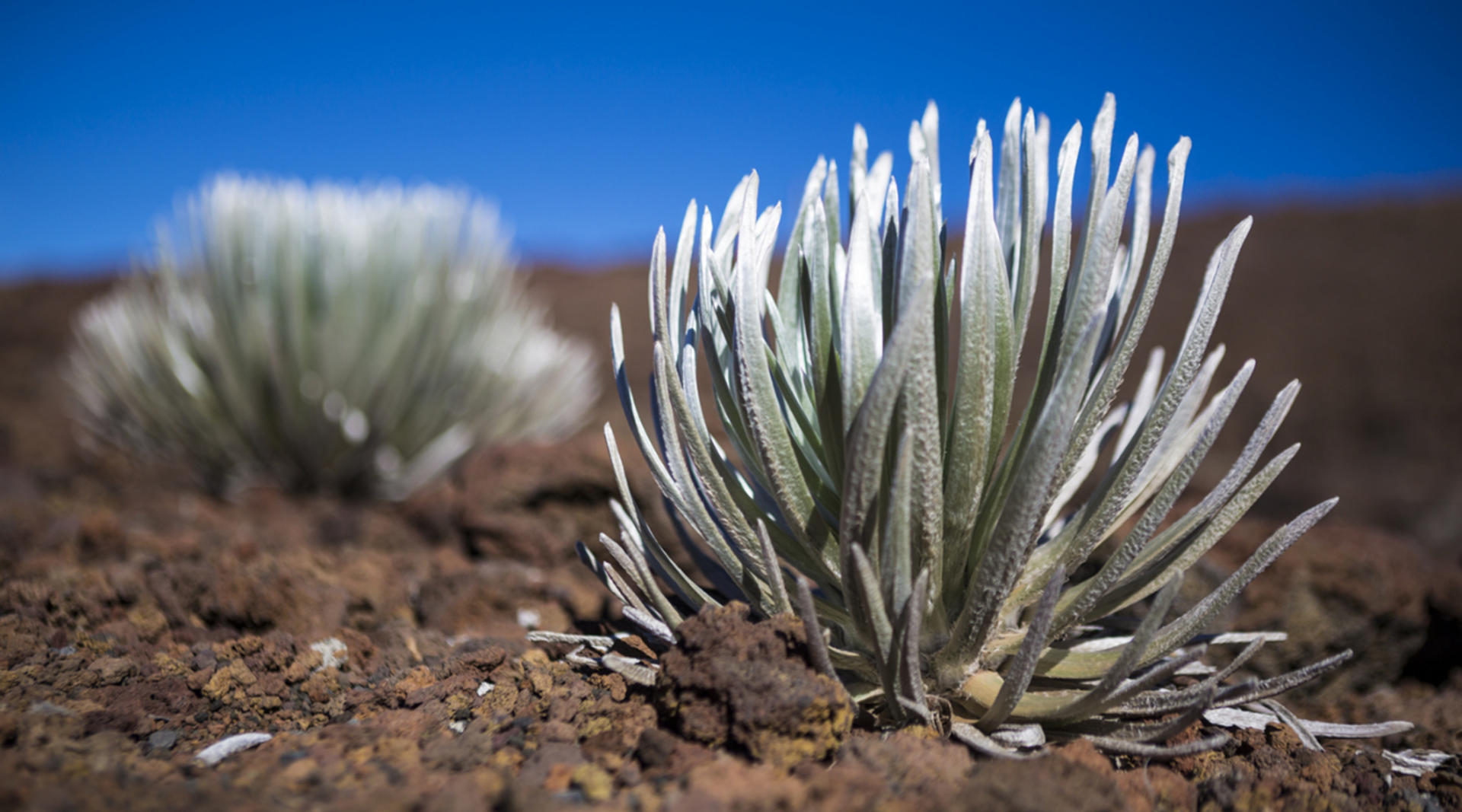 Spectacular Haleakala Sunrise Tour in Maui  - Thumbnail 4