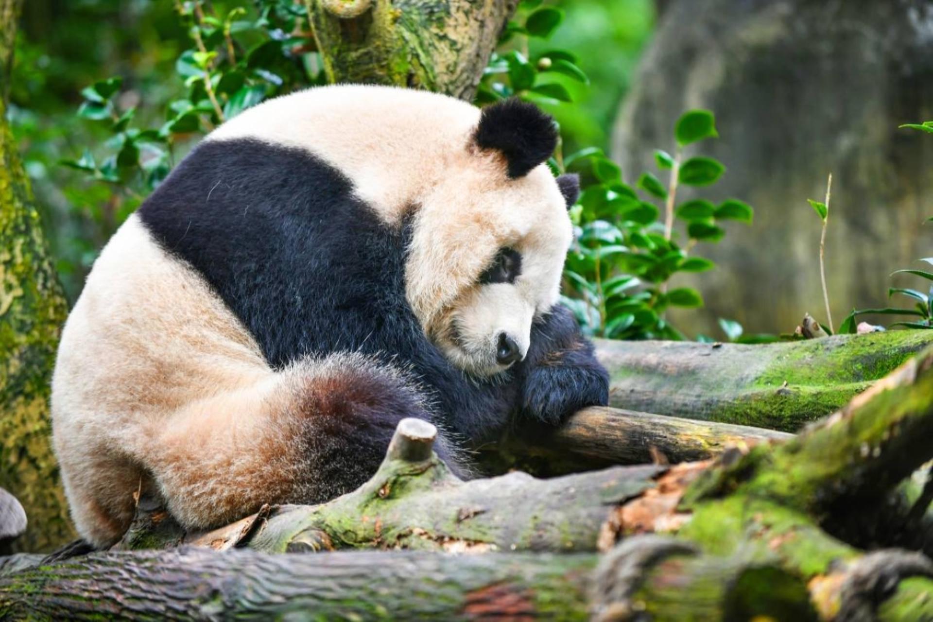 Dujiangyan Panda Valley - Image 1