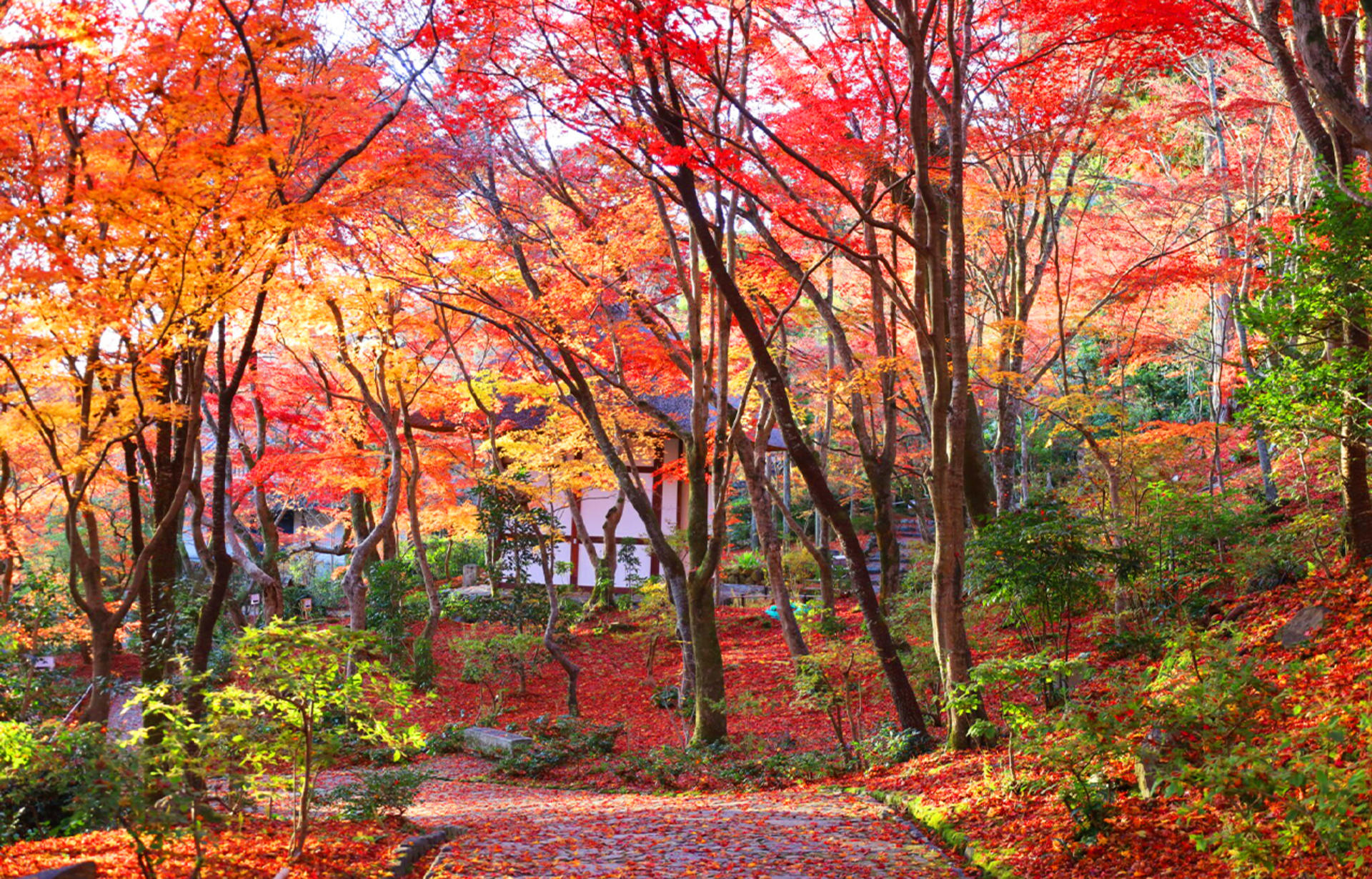 Kinkaku-ji Temple & Arashiyama Night Train Illuminations Autumn Foliage Viewing Day Tour - Thumbnail 10