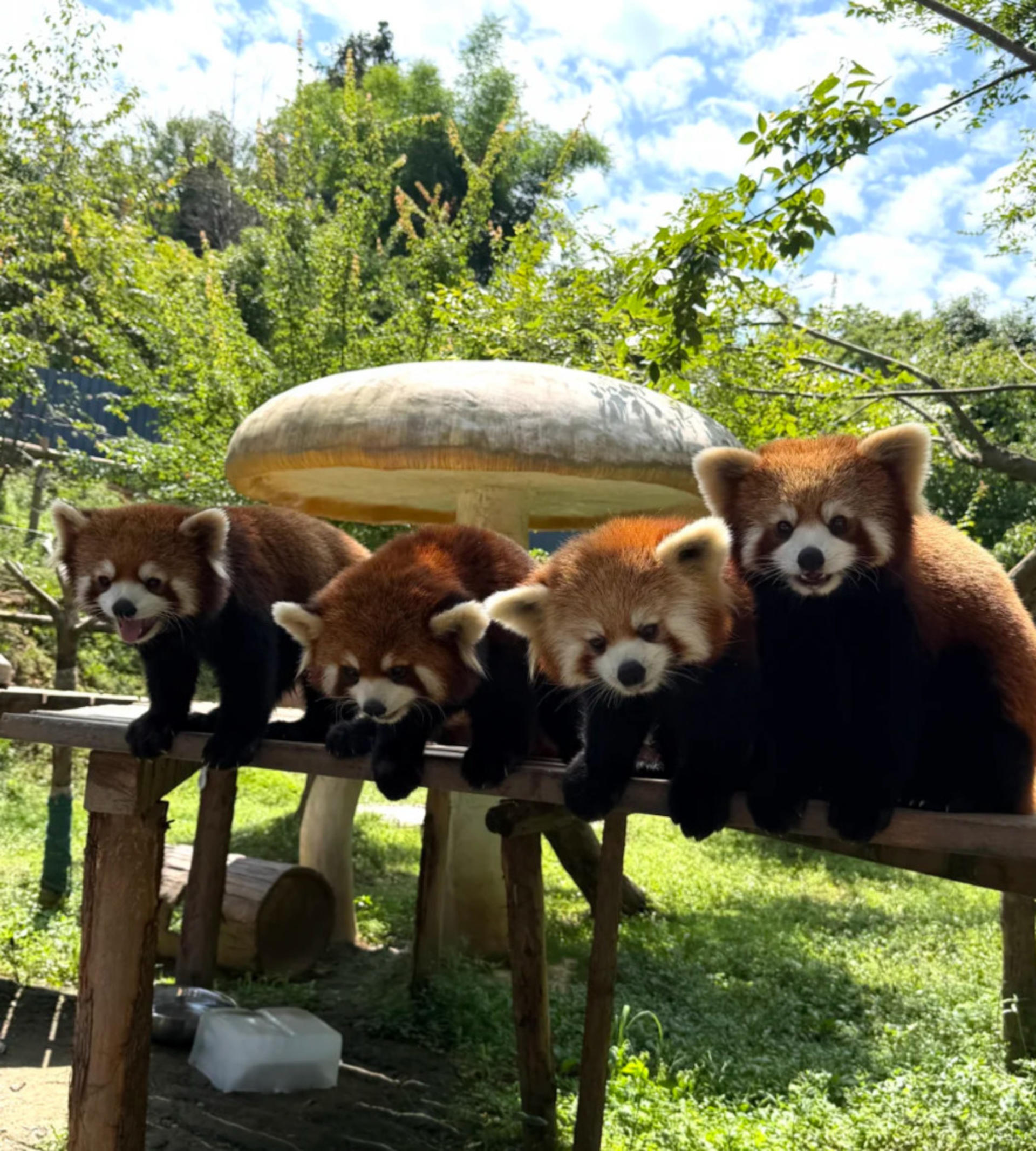 Chengdu Dujiangyan Red Panda Forest Park - Thumbnail 7