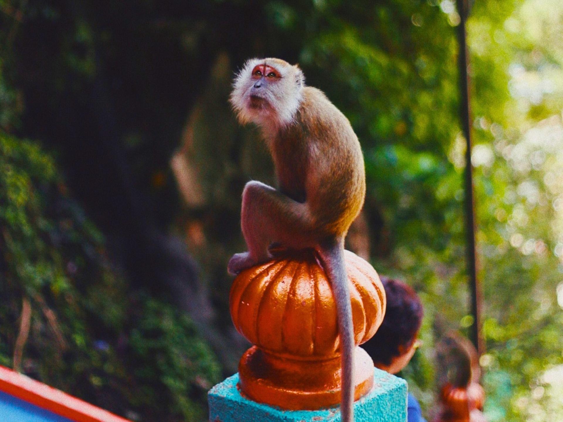 Kuala Lumpur: Guided Batu Caves Tour with Banana Leaf Lunch - Thumbnail 9