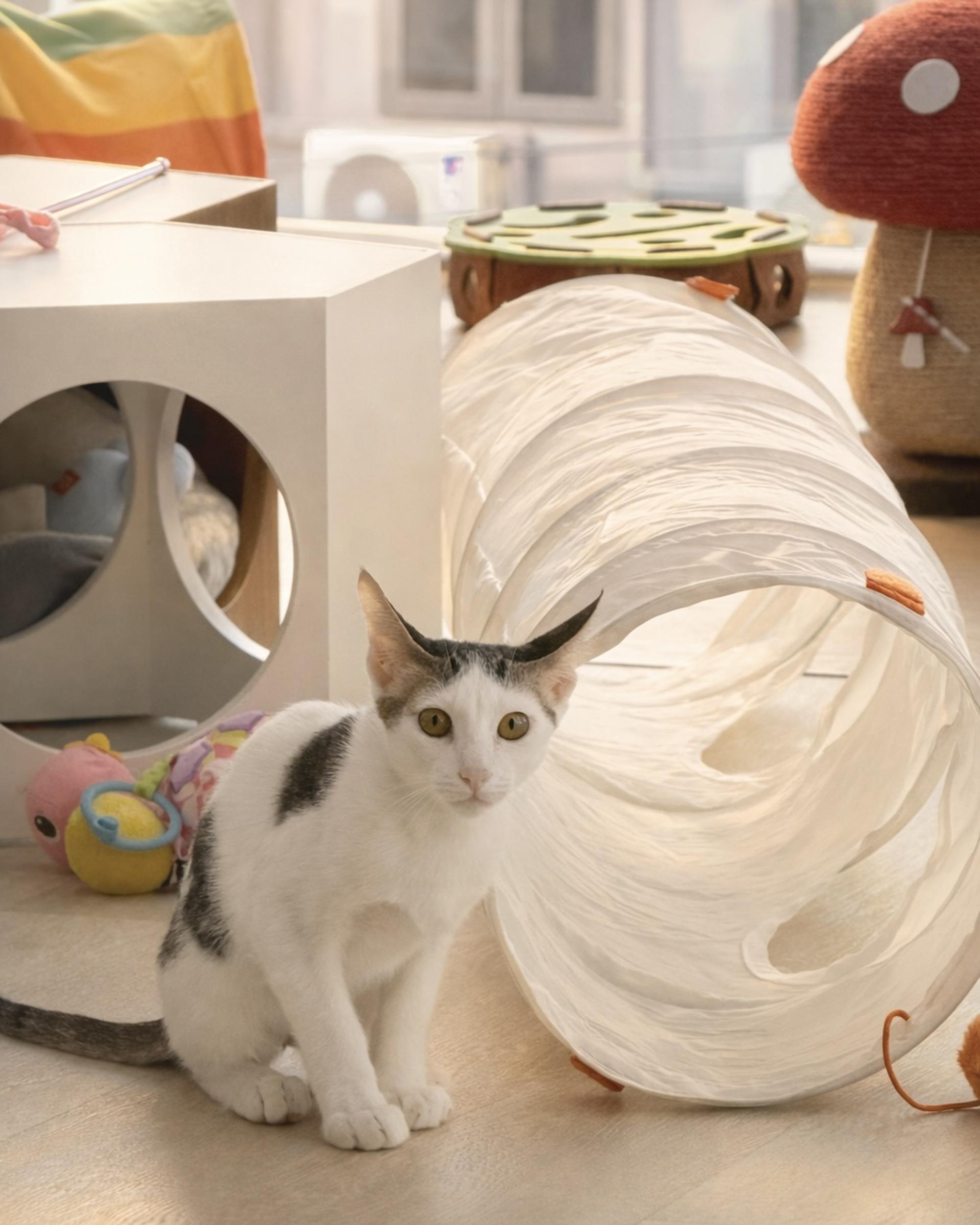 Asok Pethouse Cat Cafe, Bangkok (BTS Asok) - Thumbnail 17