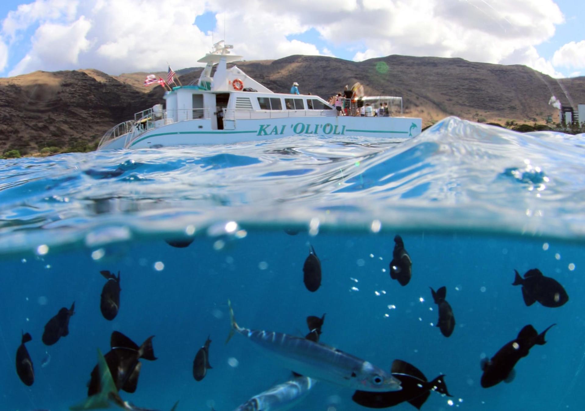 Luxury Morning Snorkel Cruise with Dolphin Watching in Oahu - Thumbnail 5