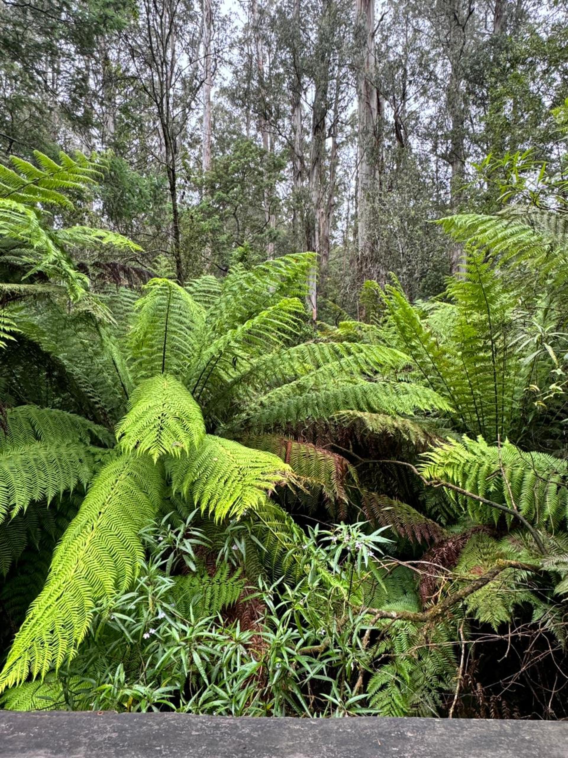 Melbourne Puffing Billy & Healesville Sanctuary Private Tour - Thumbnail 26