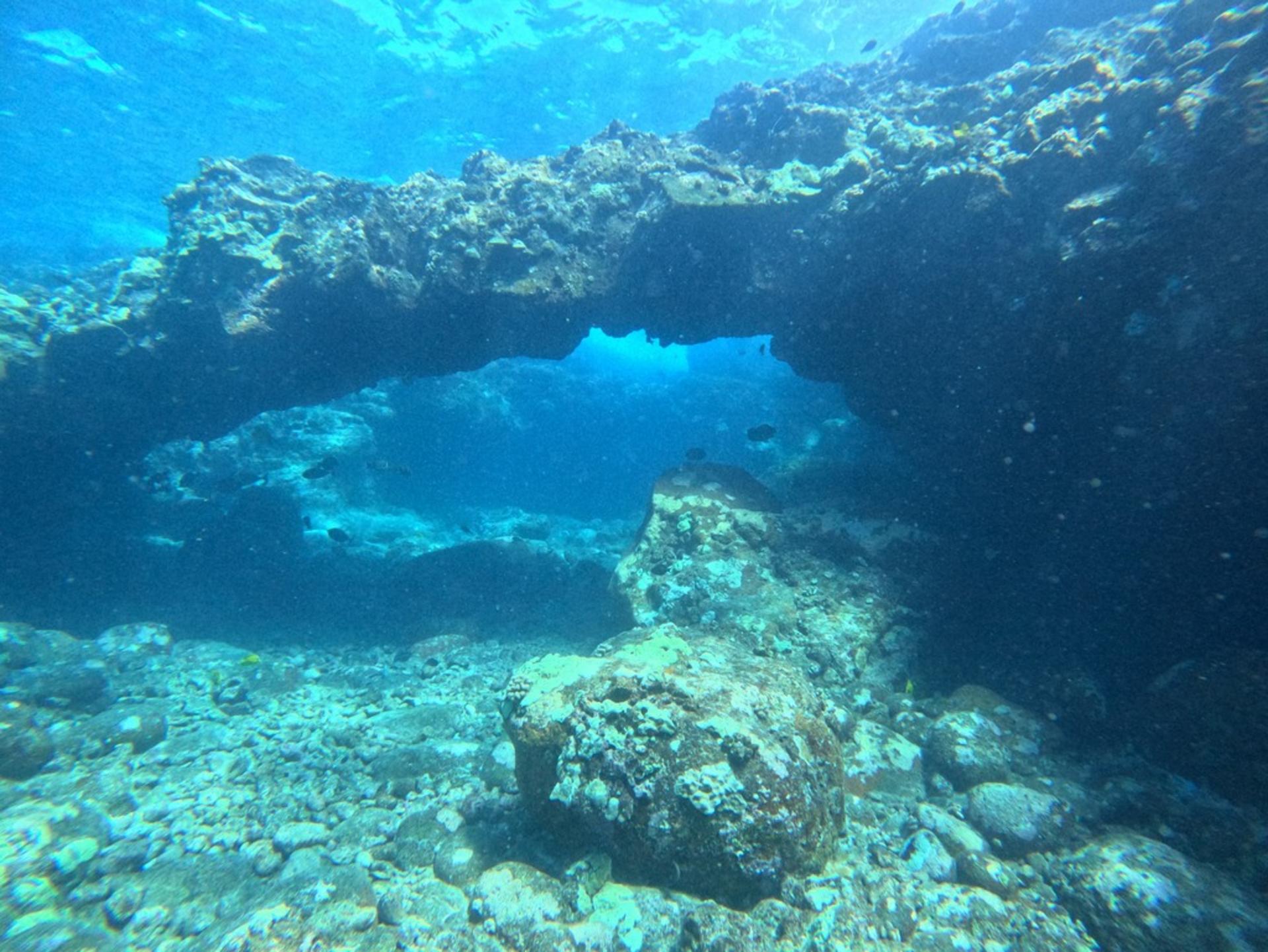Captain Cook Monument Dolphin Watch in Kealakekua Bay - Thumbnail 6