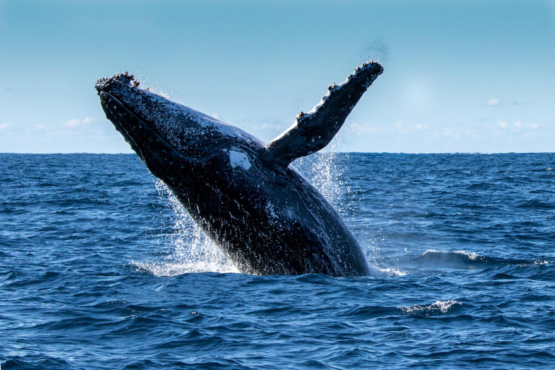 Whale Watching Tours from Perth & Margaret River - Thumbnail 17