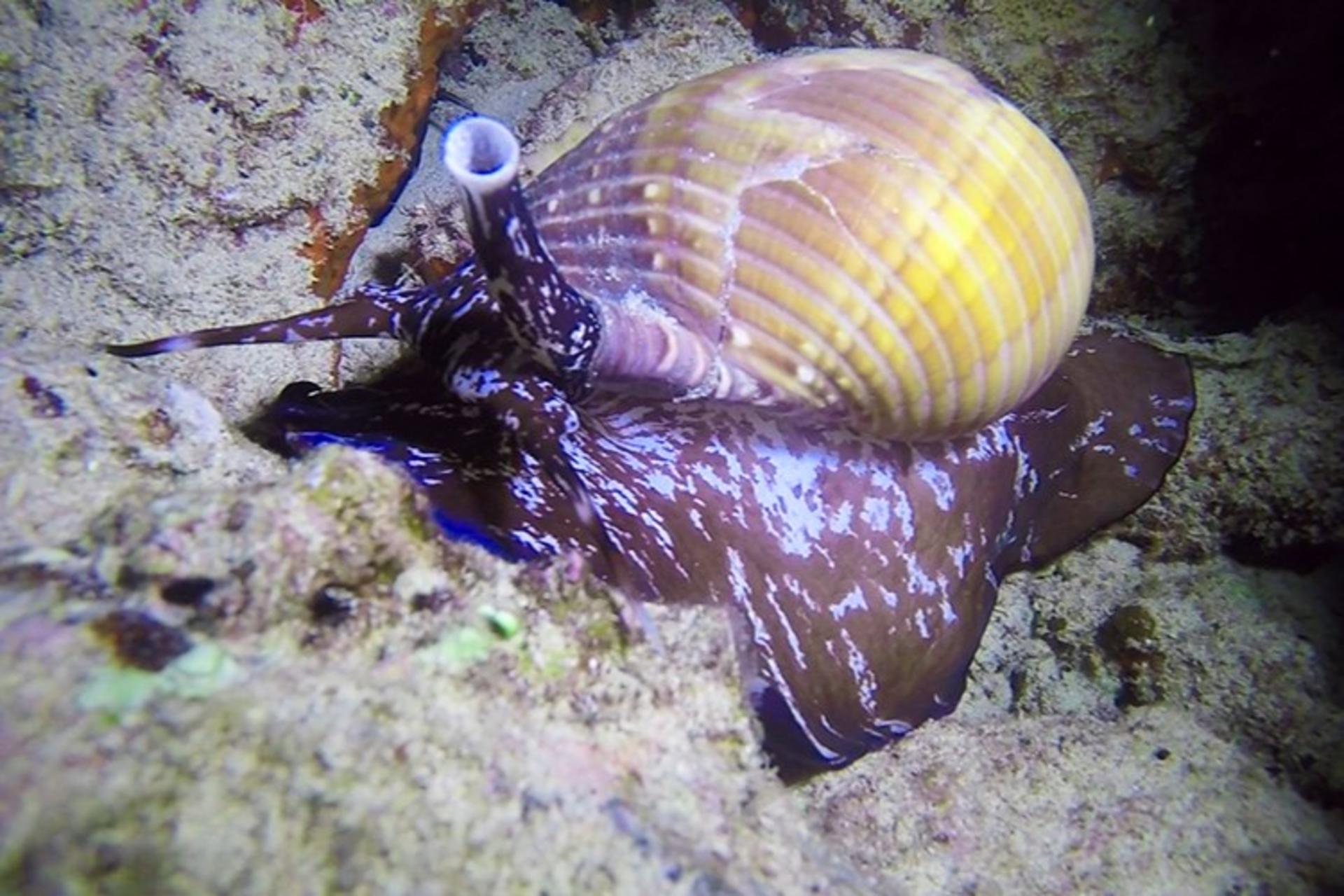 Night Dive Experience in Oahu - Thumbnail 4